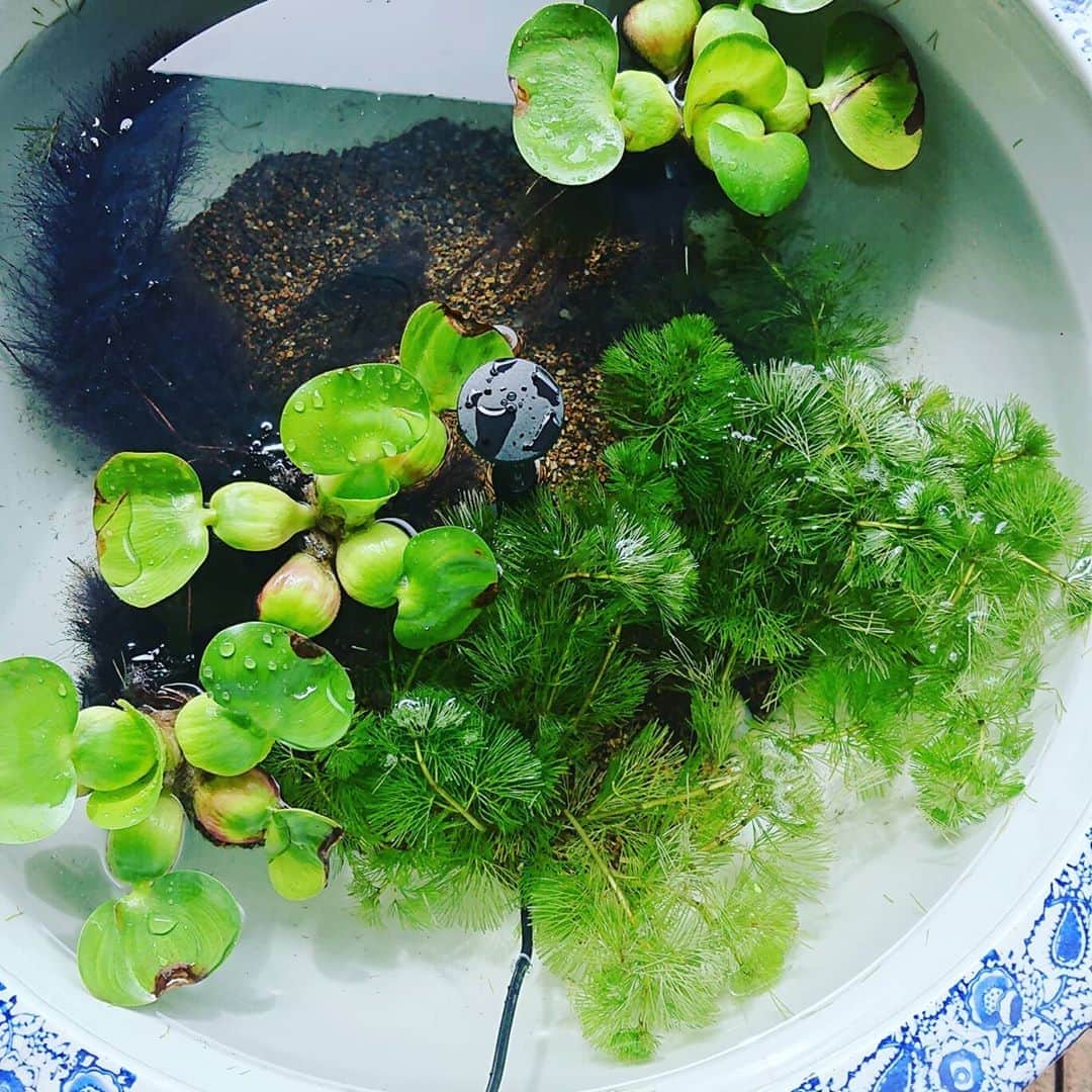 彦摩呂さんのインスタグラム写真 彦摩呂instagram 水草 浮草入れましたよ 底には 砂利も入れました バッチリやで メダカか金魚 迷うな 笑 彦摩呂 メダカ 金魚のいる暮らし 金魚 バルコニー 噴水 7月8日 16時38分 Hikomaro Honmono