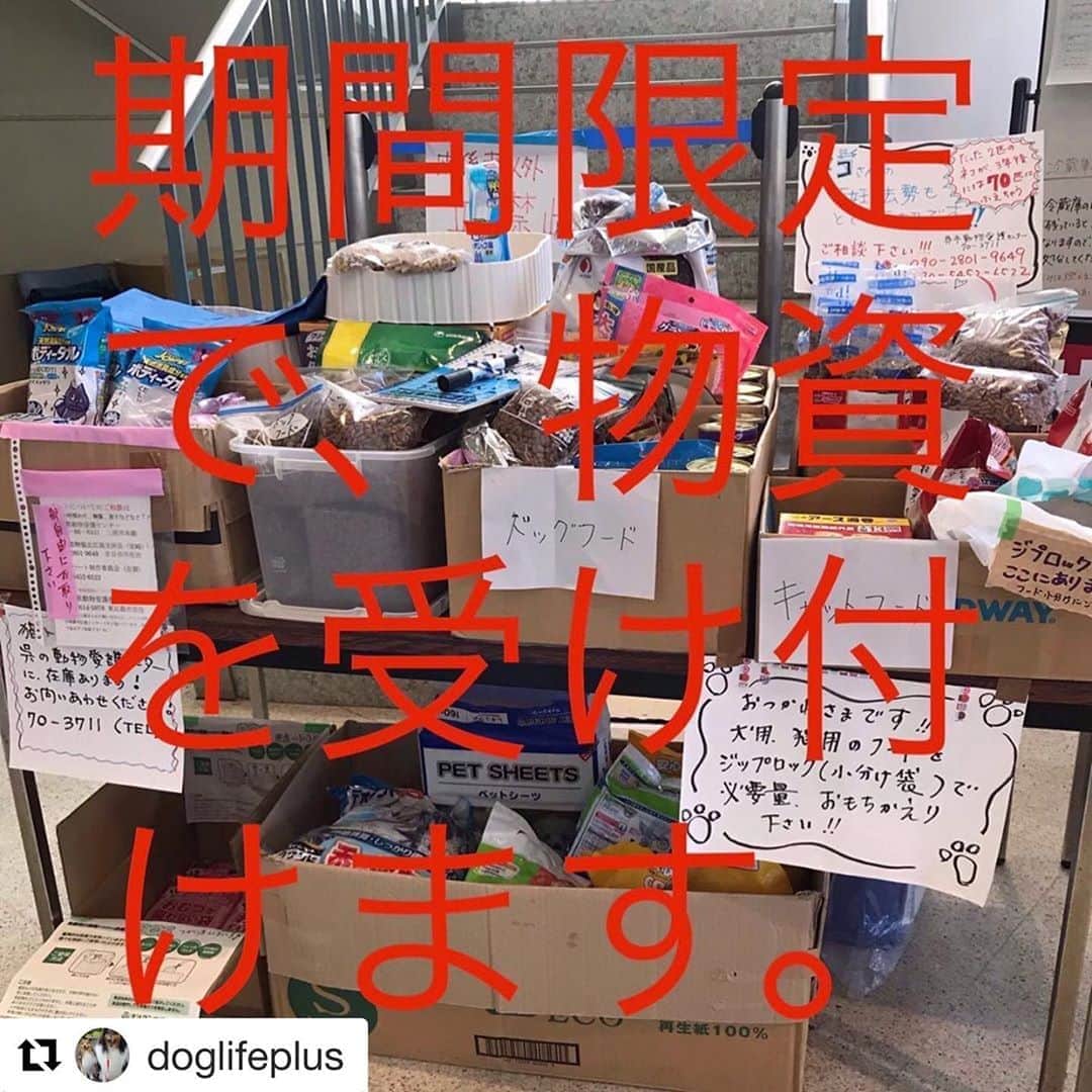 濱中鮎子のインスタグラム：「注意事項を確認し、賛同頂けたら、協力をよろしくお願いします。 少しでも心安らげる安心感につながりますように。  #Repost @doglifeplus with @get_repost ・・・ 九州地方を襲った豪雨により、被害にあわれた方には、心からお見舞い申し上げます。 雨雲が岐阜や長野へ移動しておりそちらも大変心配しております。  冨士岡氏や、日本レスキュー協会さんと連携し支援物資の募集を行う事にいたします。 が、バラバラに送付されては先方での作業負担が増える為、一旦私の方でお預かりをして佐賀へ送る事になりました。 そこから日本レスキュー協会さんを通じて、各地へ配布して頂く事になります。  が、急で申し訳ありませんが、7月12日　日曜日の午前中まで受付、私から責任を持って纏めて発送致します。 ご協力頂ける方がいらっしゃいましたらDOG LIFE PLUSまで日曜午前中必着でお願い致します。また、支援金もお預かりを致します。申し訳ありませんが、ヤマト運輸さんでの発送を予定しており支援金の一部を発送の代金にあてさせて下さい。  募集するペット用品は ・フードは小分けになる物や、大きくても2キロまでのパッケージをお願いします。(車やバイクが使えない状況での持ち運びが困難です。) ・レトルトパウチのフード（缶詰はゴミの処理に苦労されるほか、大きめの物は腐敗しやすく衛生面の問題が生じます) ・折りたたみできる食器 ・ガム類、おやつ類 ・ペットシーツ（水を吸うので、浸水家屋の掃除の際にも使えます） ・ウエットティッシュ、シャンプータオル ・クールマット等の暑さ対策グッズ ・クレート（保健所から避難所に配布される場合があり、大抵は金属メッシュ型のケージです。西日本豪雨の際は同伴避難所でソフトクレートの需要がありました） ・消臭スプレー、除菌スプレー ・マナー袋(うんち袋)  その他、人用のものでたくさんあっても困らない消耗品 ・ゴミ袋 ・土嚢袋 ・洗濯用洗剤 ・靴下 ・軍手 ・マスク ・新品のタオル  注意して下さい！ 1.段ボールで送付頂く際は、1種類を一箱へ入れ、内容物の明記を箱の外側へお願いします。仕分けの手間が省けます。 2.使用品は受付ません。リサイクルではありませんのでご配慮願います。 5.こちらから発送した荷物の到着遅延が予想されます。 6.被災地では袋なども不足します。ジップロックのようなチャック付き袋、未使用のレジ袋などもあればお願いします。  送り先は、DOG LIFE PLUS 東広島市黒瀬町丸山260-148 090-7614-5978 まで、日曜午前中までの必着でお願いします。  それ以降は物資を受け取る事が出来ない可能性があります。  どうぞ宜しくお願い致します。  写真は2年前の西日本豪雨災害の際、安浦の避難所へ運んだ物資の様子。  #熊本豪雨  #ペット防災  #ペット災害危機管理士  #同行避難  #後方支援  #日本レスキュー協会」