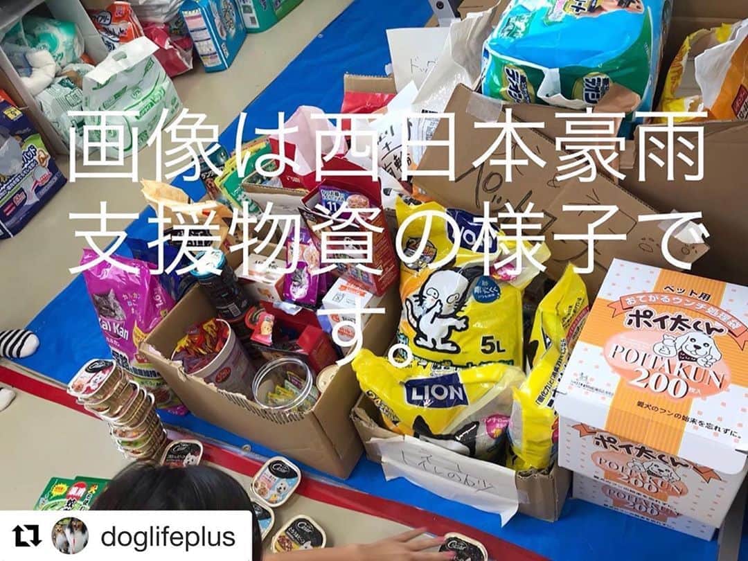 濱中鮎子のインスタグラム：「西日本豪雨の際、ペットとし飼い主さんの支援をされていた上野さんの情報です。投稿続けます。  助けなければいけない先はまだまだ沢山ありますが、私はチャイと暮らしています。 猫や犬など、動物たちも家族です。　  今回、二階に逃げていてくれる、という期待に賭けて、どうしようもなく猫を置いて避難した方がいました。自宅に帰ったら亡くなっており、抱きしめる事しかできなかったそうです。それを思うと胸が張り裂けそうです。  #Repost @doglifeplus with @get_repost ・・・ この度被害にあわれた多くの方々へお見舞い申し上げますと共に、1日も早く雨がやみ、皆様の生活が落ち着くことを心から祈っております。  ２年前の西日本豪雨災害の際、被災されたペットとその飼い主さんへの支援をしていた広島県動物愛護推進員の上野と言います。  全国から助けたい…との気持ちが日に日に大きくなっています。 私としても何とかお役に立てばと、熊本在住で、熊本地震の際、益城町総合体育館横に併設されたワンニャンハウス責任者だった冨士岡氏とも毎日連絡を取り合っています。 が、被災地へなかなかボランティアさんや県担当職員がたどり着けず、状況がつかめない…との事です。  そこで、この投稿をご覧になった方で、『何処どこの避難所に同行避難のペットがどれほどいる』または、『飼い主さんは避難所にいるが、自宅へペットを残している』など情報をお持ちの方がいらっしゃいましたら私へお知らせ下さい。 責任持って、冨士岡氏を通じて、熊本県、人吉保健所の担当の方へお伝えいたします。 また、支援には人命救助に災害救助犬派遣で活動中の日本レスキュー協会さんへも、熊本県と連携して…と伺っています。(日本レスキュー協会さんは、後方支援に物資を詰めた車がいつでも兵庫を出発できる状況だときいています。)  どうか、シェアや拡散をお願いします。  また、必要なペット用品があればあわせてお知らせ下さい。数日かかるかもしれませんが、行政へ伝えます。  写真は、西日本豪雨災害の際、避難所へ運んだペット用支援物資です。  #ペット防災  #同行避難  #ペット災害危機管理士  #熊本豪雨  #熊本豪雨の甚大なる被害心よりお見舞い申し上げます  #後方支援」