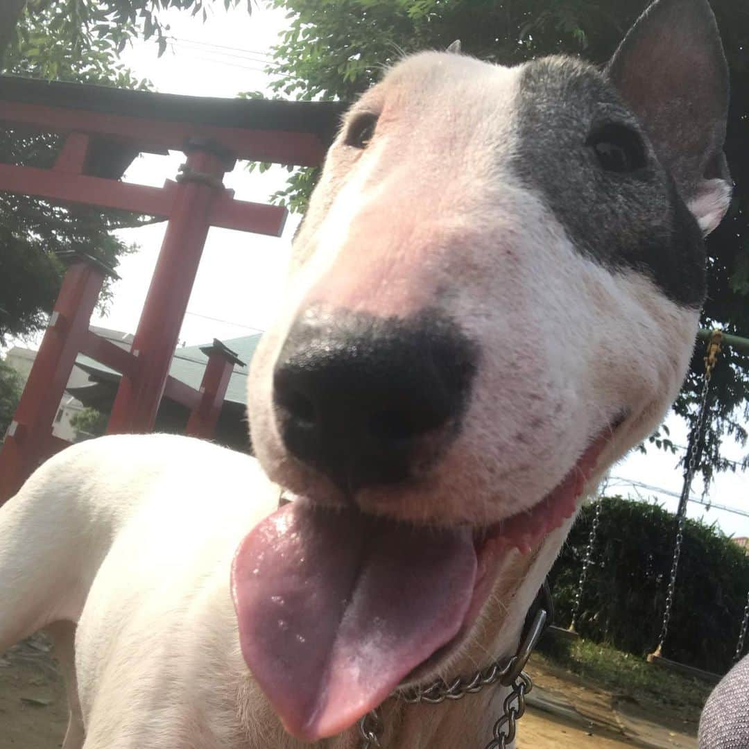 Q太郎さんのインスタグラム写真 - (Q太郎Instagram)「#minituru#bull#terrier#minibullterrier#miniturubullterrier#dog#dogstagram#cute#qtaro#love#family#ミニチュア#ブルテリア#ミニチュアブルテリア#Q太郎」7月8日 16時34分 - qtaro.jun