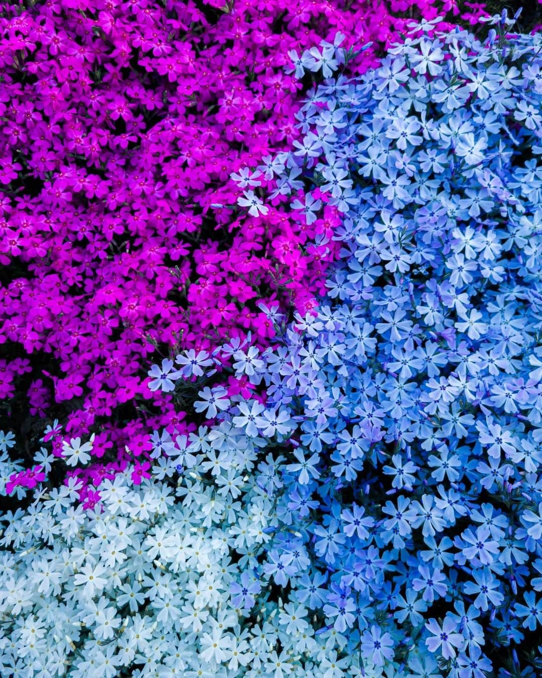 Galaxy Mobile Japanさんのインスタグラム写真 - (Galaxy Mobile JapanInstagram)「鮮やかな風景を #GalaxyS20 5G で撮影✨可憐な一枚一枚の花びらまで、くっきり写せています😍 もうすぐひまわりなど、夏の花も咲き始める頃🌻素敵な季節の花を見つけたら、ぜひ Galaxy で撮影して、#Galaxyカメラ部 をつけて投稿してくださいね🙋‍♀️ 📸#GalaxyS20 5G #withGalaxy Photo by @6151 ・ ・ ・ #Galaxy5G #ギャラクシーS20 #ギャラクシー #誰かに見せたい風景 #花写真 #お花のある暮らし #花好き #花まっぷ #スマホカメラ #スマホ写真 #スマホ撮影 #スマホ撮り #スマホ越しの私の世界 #Galaxyカメラ部」7月8日 17時00分 - samsungjpn