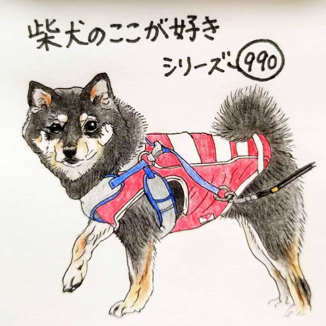 ハナとソラさんのインスタグラム写真 - (ハナとソラInstagram)「#ここ柴部  『柴犬のここが好きシリーズ990』 急に声をかけられて 足を下ろす前にかたまるとこ。  足、ついていいよ。 ついたら負けって思ってるのかな？ * モデルは @9648mile_ponpom さんとこのぽんぽんちゃんです💓 * * #柴犬のここが好き #favoritepartsofshibainu #illustration #illustgram #shibadog #shibastagram #shibainu #colorpencil #kuroshiba #kuroshibastagram #柴犬 #イラスト #いらすとぐらむ #しばすたぐらむ #黒柴 #くろしば #色鉛筆 #柴公園イラスト  * * 目標のシリーズ1000まであと10となりました。 そんなタイミングなのですが、ここ柴の個人的な都合によりシリーズを１ヶ月ほど休ませていただきます🙇 * その間はこよさんに頑張ってもらおうと思ってますので、引き続きよろしくお願いいたします🙇‍♀️⤵️」7月8日 9時25分 - nsdikm_hanasora