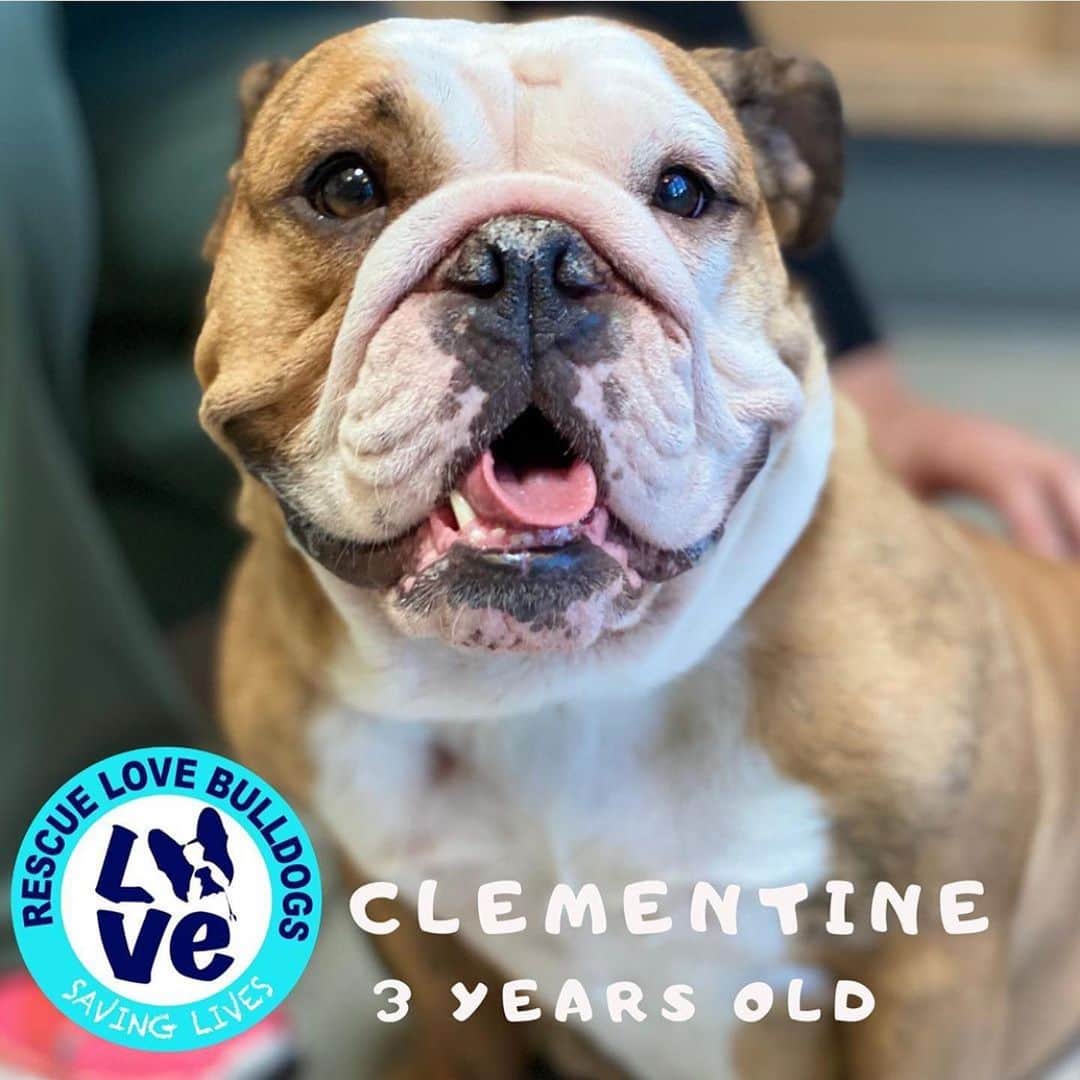Bodhi & Butters & Bubbahのインスタグラム：「Clementine is such a cutie 🥰 how could you not want to take her home for snuggles?!  . . . Clementine is looking for her furever home in CA (possibly NV if it is the right fit). This sweet girl deserves a chance at love 💗  . . . . . #california #nevada #sandiego #lasvegas #rescue #dog #adoptdontshop #rescuedogsofinstagram #bulldog #sweet #girl #puppy #love #help #her #find #home #dogsofinstagram #bestoftheday #your #new #bff 💕 @rescuelovebulldogs」