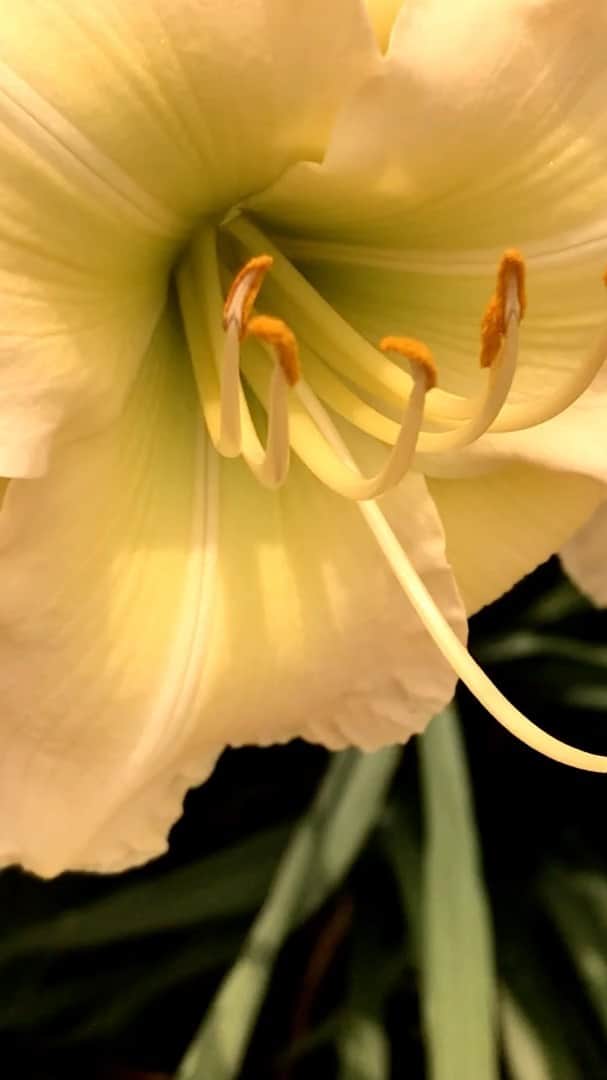 のインスタグラム：「Lilies and Roses   #flowers #livingwithflowers #roses #rose #lily #lilies #lifeofflowers #beautiful #beautifulseason #flowerplants #summer #flower #花のある暮らし #緑のある暮らし #薔薇 #いい香り #薔薇のかおり #イーハトーブ #トロピカルな香り」