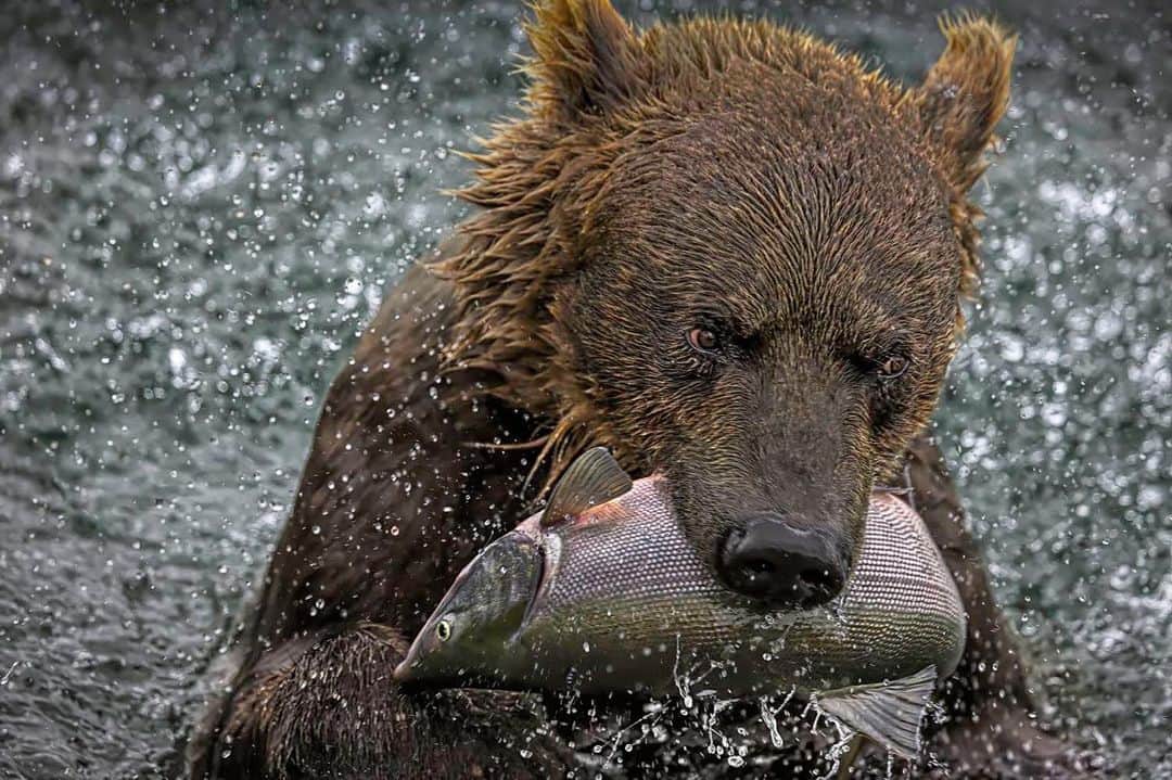thephotosocietyさんのインスタグラム写真 - (thephotosocietyInstagram)「Photo by Randy Olson  @randyolson Brown bear Kurilskoe Lake Preserve, Kamchatka Russia @thephotosociety flash print sale is going now... check out link in my bio. #kamchatka #bears #salmon #parks」7月8日 11時32分 - thephotosociety