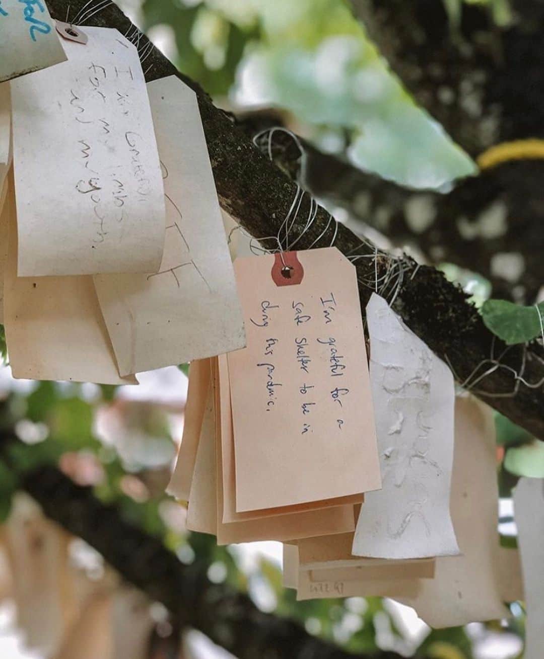 Portlandさんのインスタグラム写真 - (PortlandInstagram)「Hey Portland, what are you grateful for?  Sound off below👇 - 📷:@ryanthemermaid 📍SE Buckman #Portland #PDX #OregonNW #Grateful」7月8日 11時42分 - portland