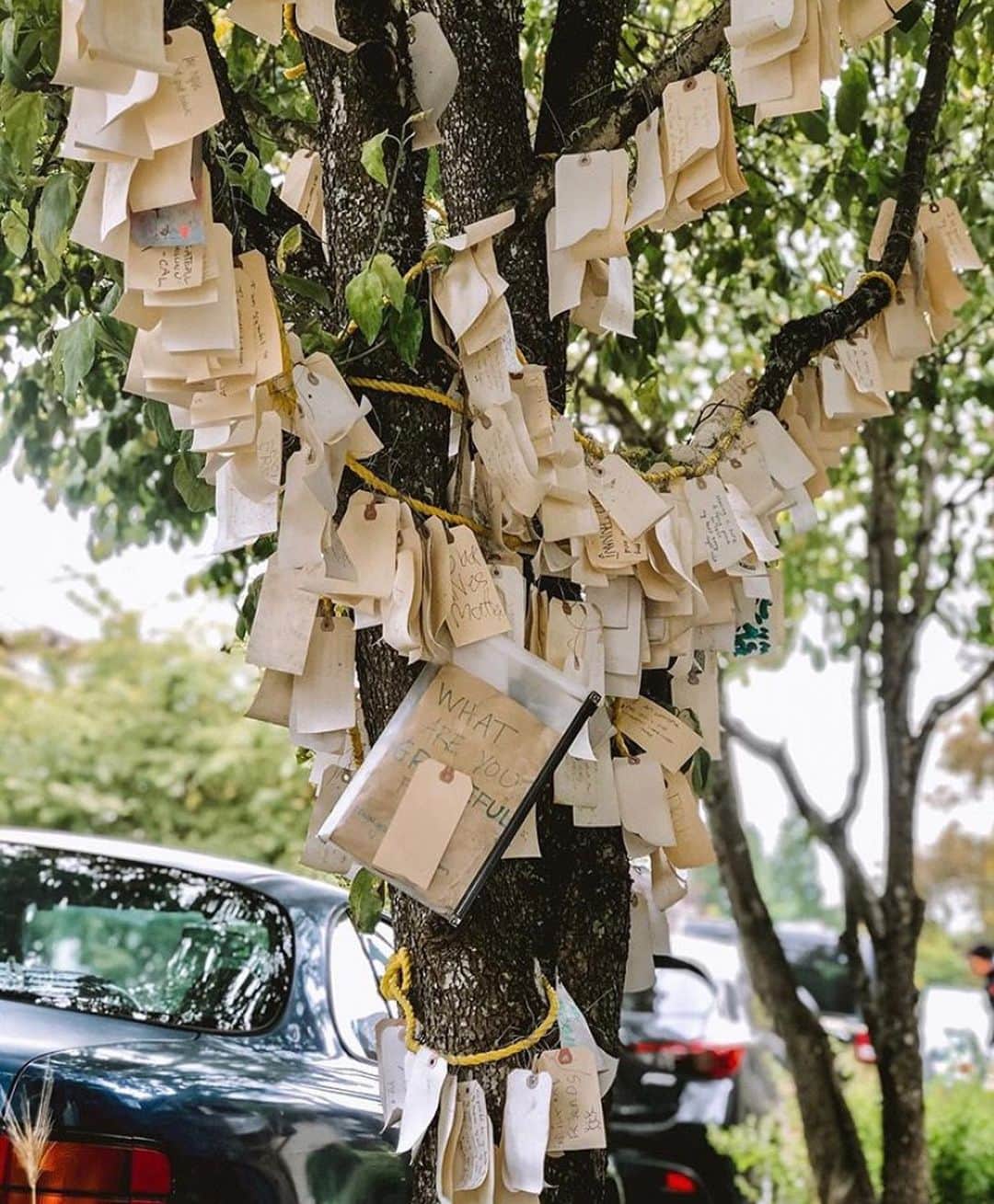 Portlandさんのインスタグラム写真 - (PortlandInstagram)「Hey Portland, what are you grateful for?  Sound off below👇 - 📷:@ryanthemermaid 📍SE Buckman #Portland #PDX #OregonNW #Grateful」7月8日 11時42分 - portland