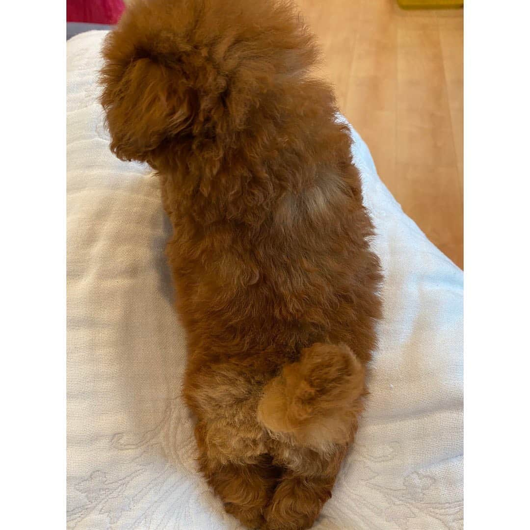 吉田沙保里さんのインスタグラム写真 - (吉田沙保里Instagram)「リリー❤️ スクスク成長しています🐶 でも、まだ小さいので色々と心配事が多いです…🥺 #りりー #2ヶ月 #女の子」7月8日 11時35分 - saori___yoshida