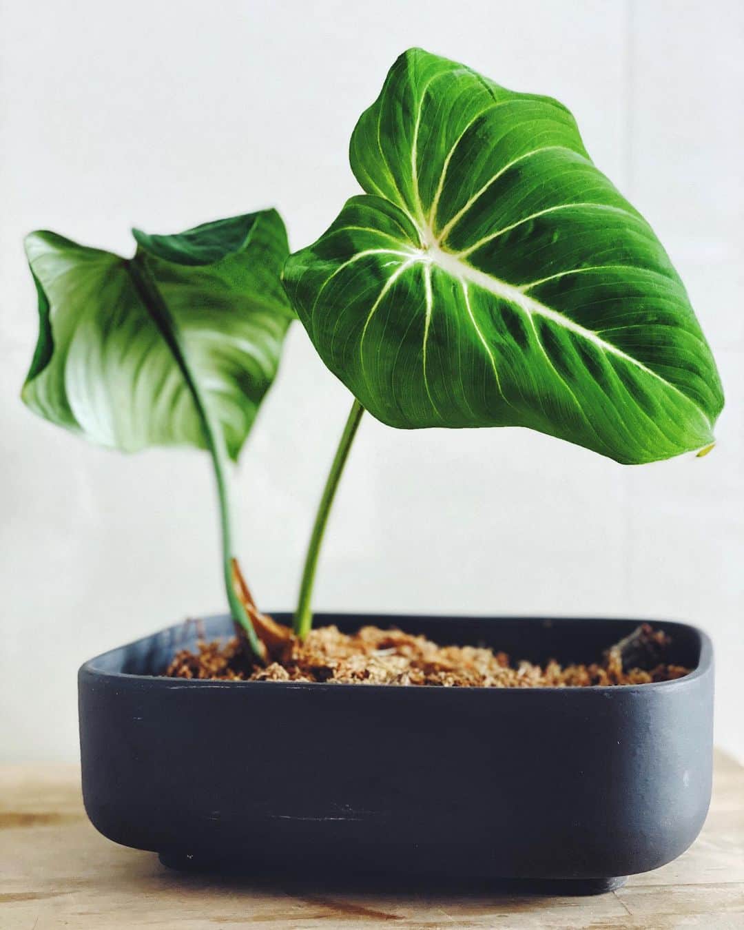 鄭碧瑩のインスタグラム：「Come back kid #philodendrongloriosum is out of its ziplock bag ICU after losing both its original leaves (swipe left).  Keeping it only in moss and praying for the best. Thanks again to @pl.aunty for the revival guidance! . . .  #plantstagram #plantsofinstagram #houseplants #plantsmakepeoplehappy #botanical #instaplants #plants #foliage #leaf #plantflife #springintoplants #plantlady #plantpotters #crazyplantlady #houseplantclub #helloplantlover #plantshelfie #houseplantsofinstagram #houseofplantlovers #junglecollective #vsco #vscogram #vscocam #vscogrid #vscoplants #gardeningsg #urbanjunglebloggers #sgplantclub #plantnerd」