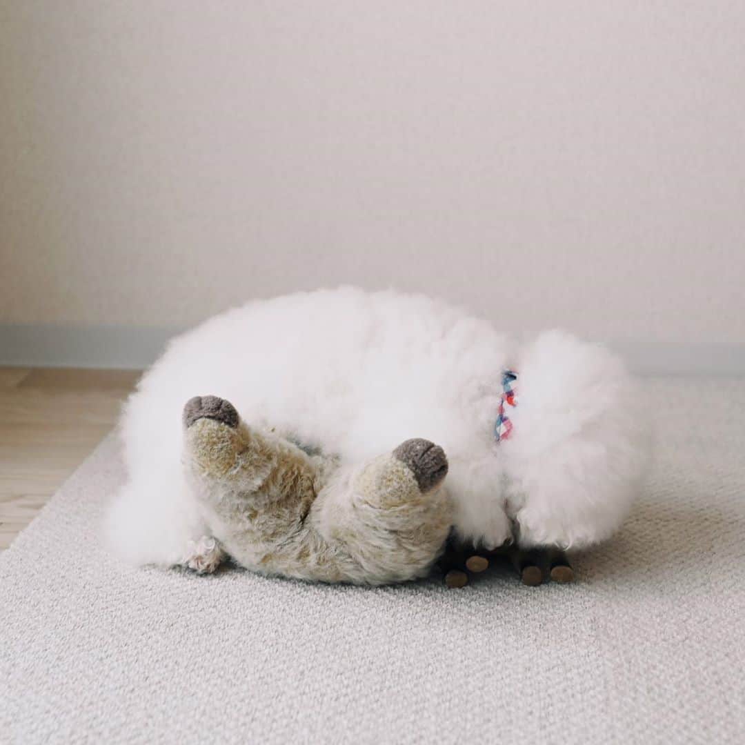 ゆうのインスタグラム：「. . ふくちゃんの上は 安心する場所🐻 I feel peaceful with you. . . . . #下敷きふくちゃん #いつもありがとう . . .」