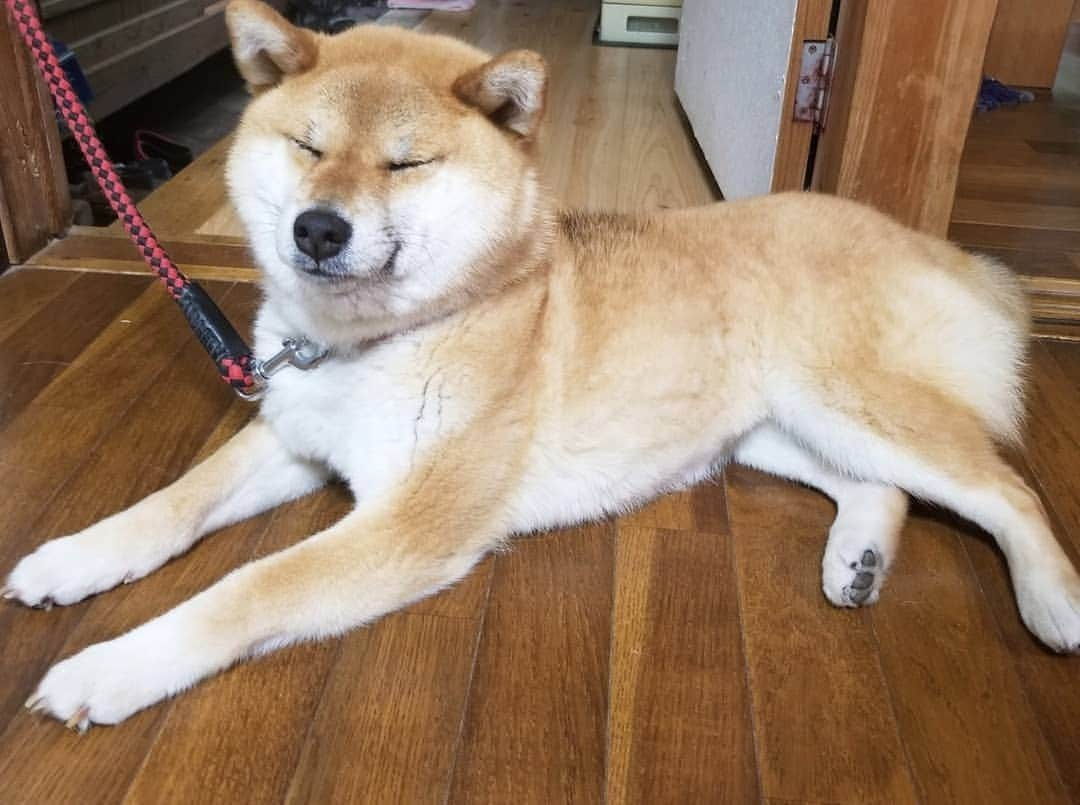 柴犬たま Shibainu Tamaのインスタグラム