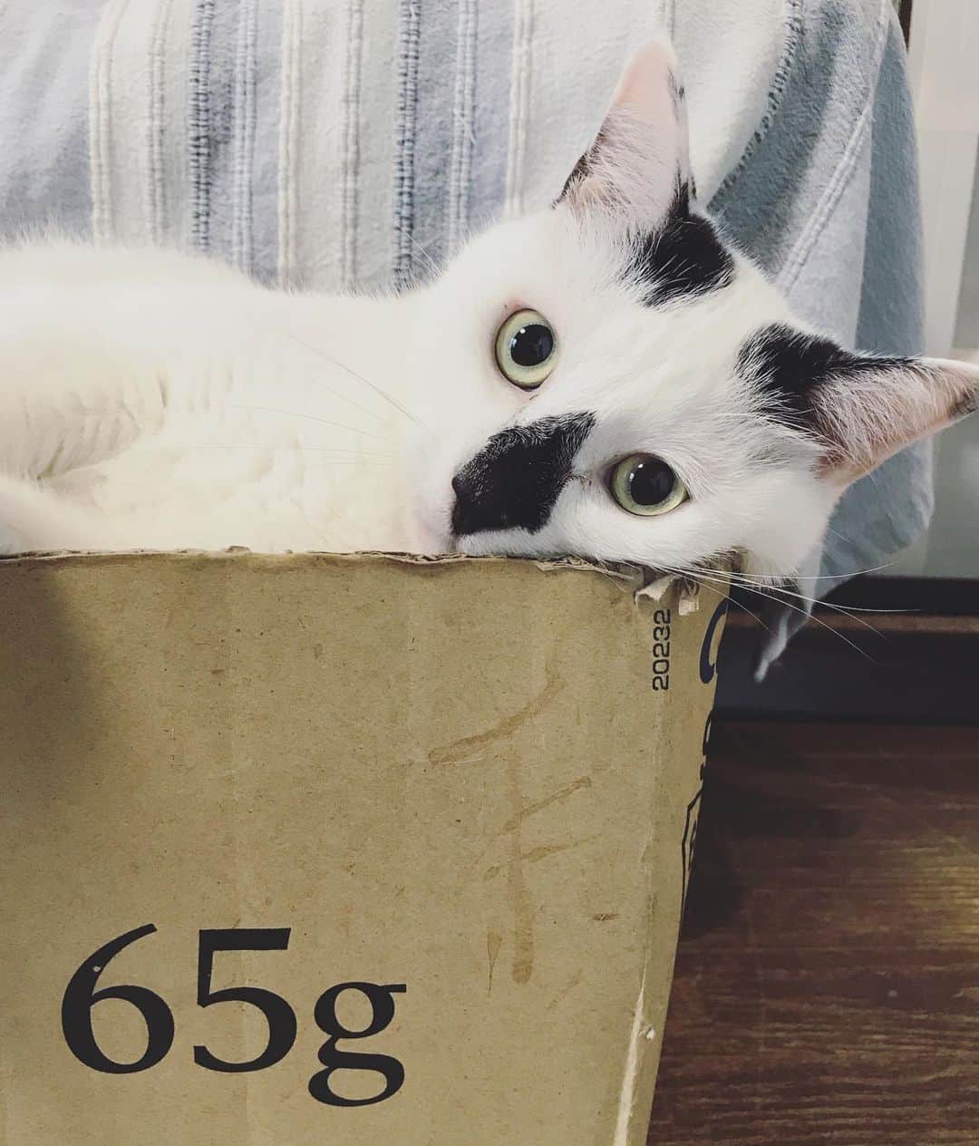もじゃころのインスタグラム：「鼻菱おにぎり丸65gは今日も超絶かわいいです🥰  ん？  #鼻菱おにぎり丸」
