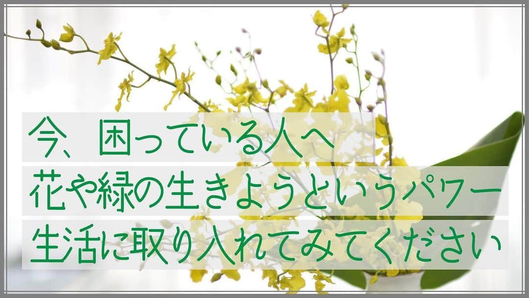 宮内 孝之 花飾人 花の妖精さんのインスタグラム写真 - (宮内 孝之 花飾人 花の妖精Instagram)「【花風水】見るだけでも怖いくらい幸運がやってくる！花・緑の生きるパワーを受け取りましょう｜金運 恋愛運 仕事運 開運  花の気持ち https://youtu.be/iMS7fIklZcA  #オンシジューム　#紅葉 #花風水　#花屋　#華道家 #花のある暮らし　#花のある生活　#花好き　#花好きな人と繋がりたい　#花のある風景　#花嫁ヘアメイク　#フラワーアレンジメント  #flower #flowers #flowerstagram #꽃」7月8日 12時30分 - miyauchi_takayuki_flowers