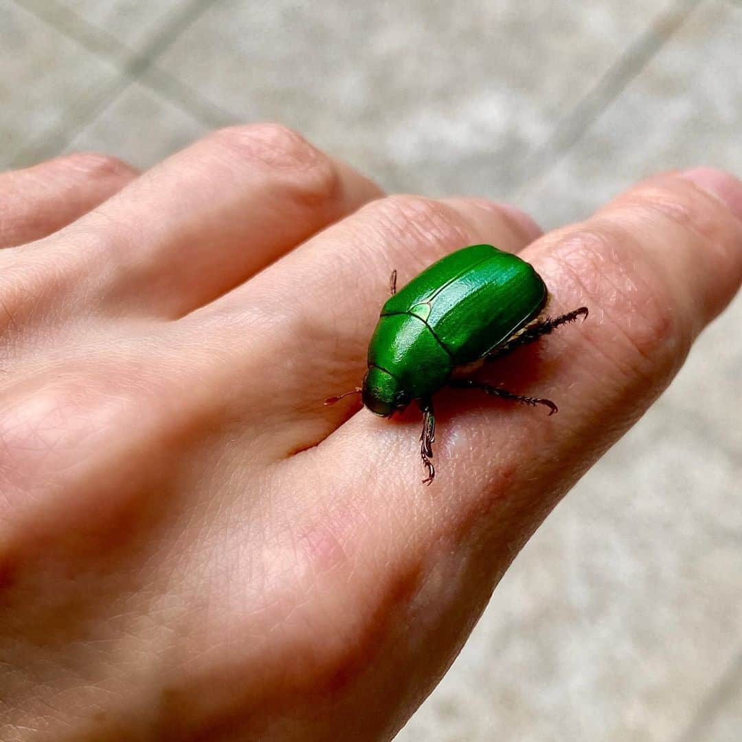 工藤静香さんのインスタグラム写真 - (工藤静香Instagram)「連日の各地で雨による被害。毎日心配でなりませんね💧 皆さまの安全を心から祈るばかりです。 これ以上被害がでませんように。  東京も朝から突風が激しく、これから雨にも注意が必要ですね。  雨が降ったり止んだりで、慌ててお散歩を済ませて、ふと気が付くと、私の左胸の上に黄金虫が！一緒にお散歩をしていたようです。  なんて美しいお色をしたボディーでしょう😊」7月8日 12時54分 - kudo_shizuka