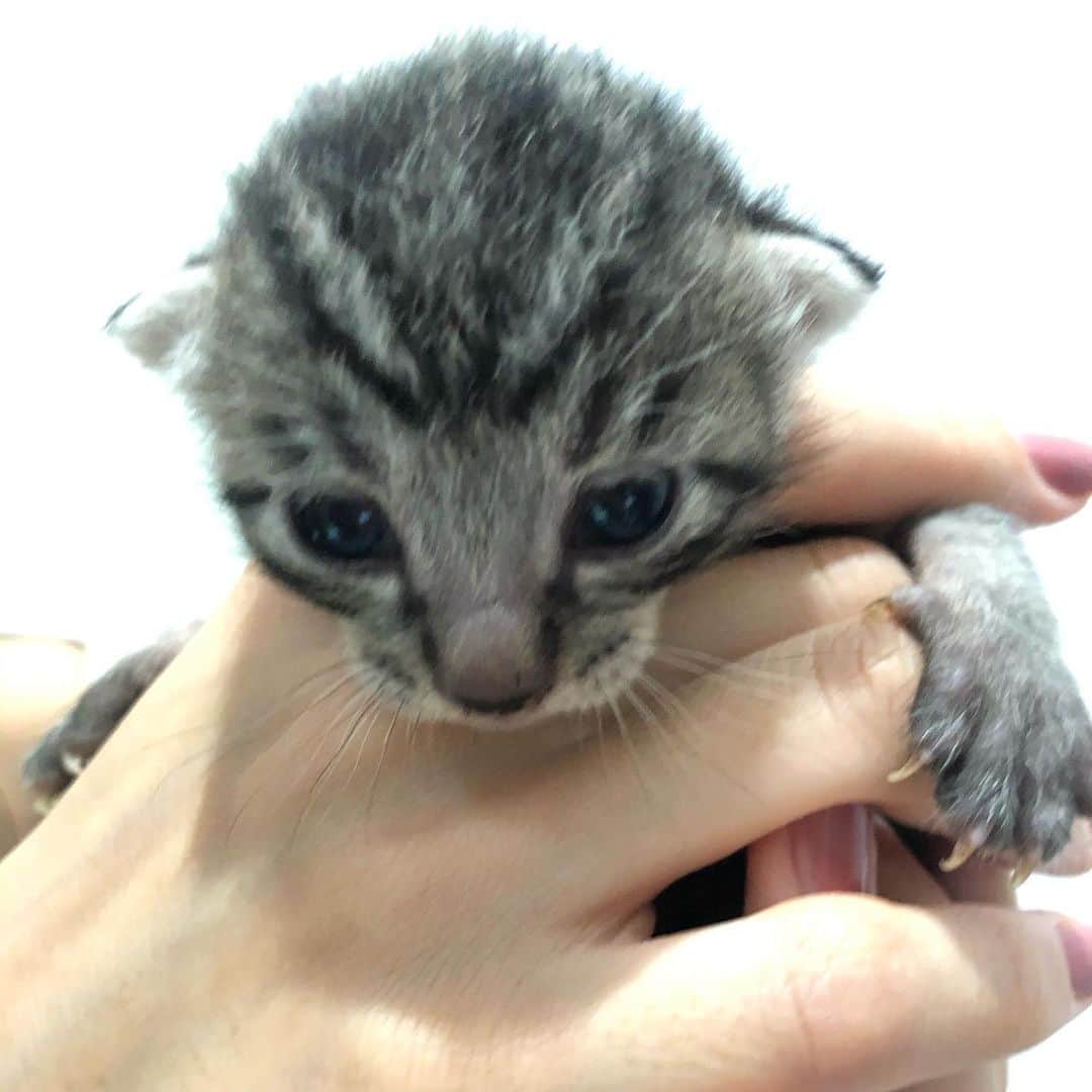 村井美樹さんのインスタグラム写真 - (村井美樹Instagram)「保護猫預かりボランティアで母猫と子猫ちゃんのお世話をしています。 . 先日生まれた４匹の子猫ちゃんたちの目がついに開きました！😽💕ますます可愛らしくなっています。 . #子猫里親募集中 #保護猫」7月8日 13時17分 - miki_murai_