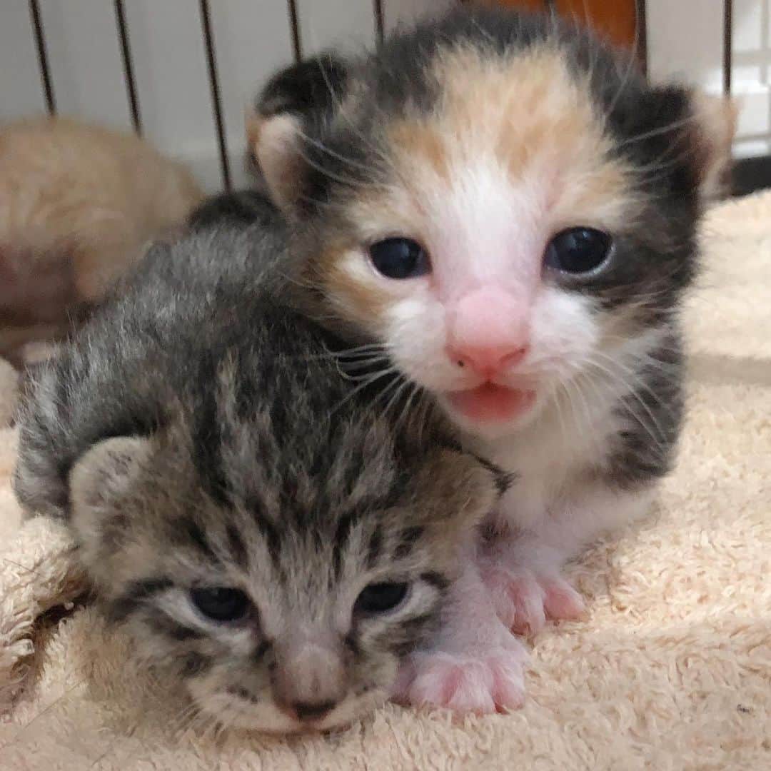 村井美樹さんのインスタグラム写真 - (村井美樹Instagram)「保護猫預かりボランティアで母猫と子猫ちゃんのお世話をしています。 . 先日生まれた４匹の子猫ちゃんたちの目がついに開きました！😽💕ますます可愛らしくなっています。 . #子猫里親募集中 #保護猫」7月8日 13時17分 - miki_murai_