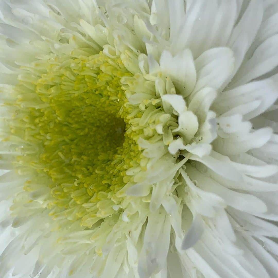 のインスタグラム：「キレイシリーズ11  花は横から見ても美しい。  #花 #純白 #ウエディング」