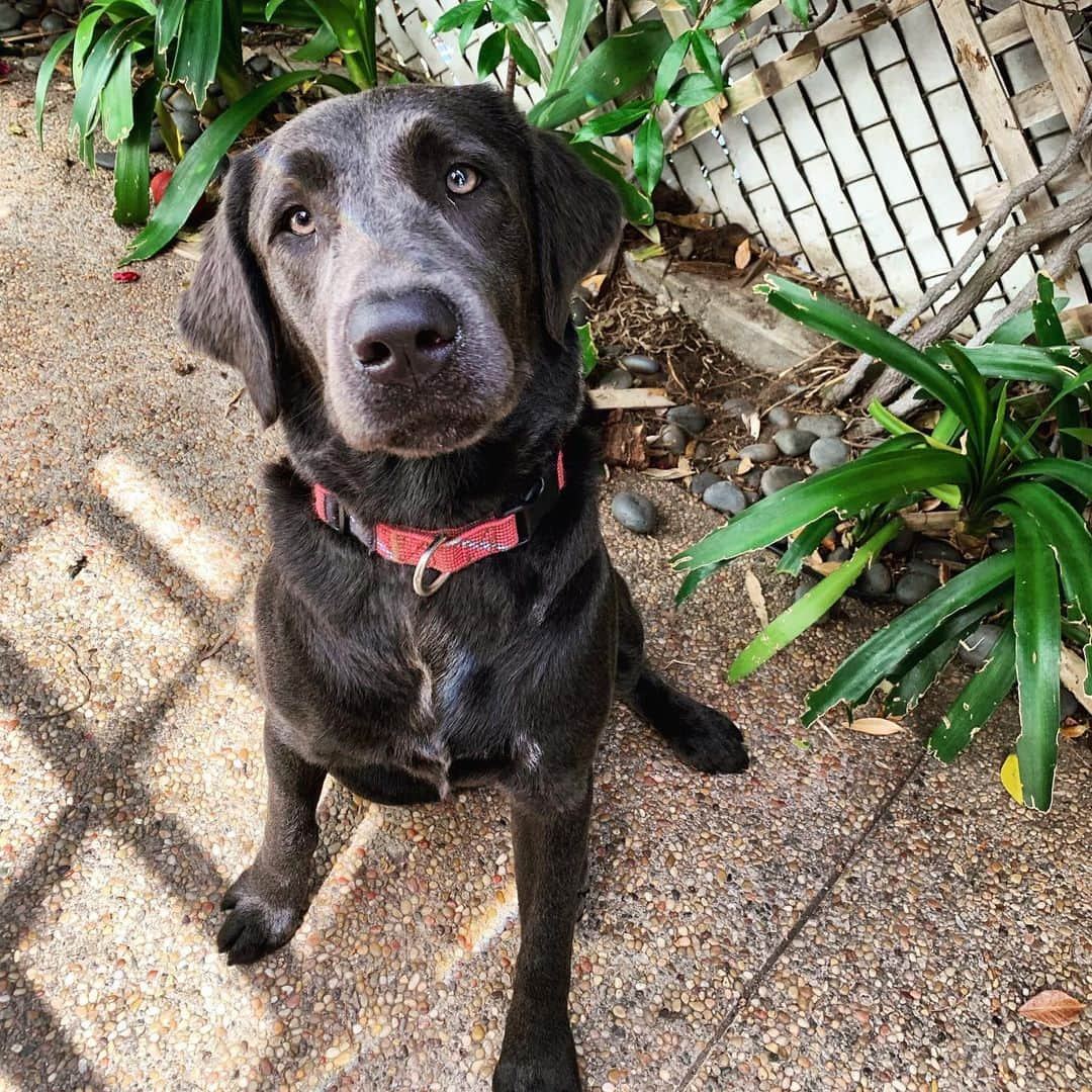 トム・フェルトンさんのインスタグラム写真 - (トム・フェルトンInstagram)「I’m Willow the dog and I was this size and now I’m that size but my paws have stayed the same size. I loves food, swimming & I’m two years old today」7月8日 14時00分 - t22felton