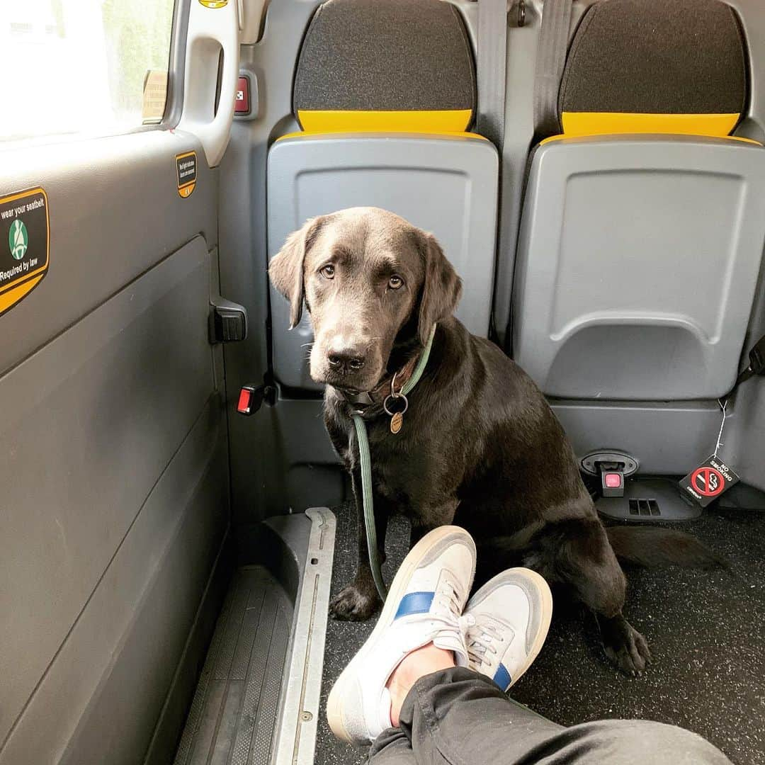 トム・フェルトンさんのインスタグラム写真 - (トム・フェルトンInstagram)「I’m Willow the dog and I was this size and now I’m that size but my paws have stayed the same size. I loves food, swimming & I’m two years old today」7月8日 14時00分 - t22felton