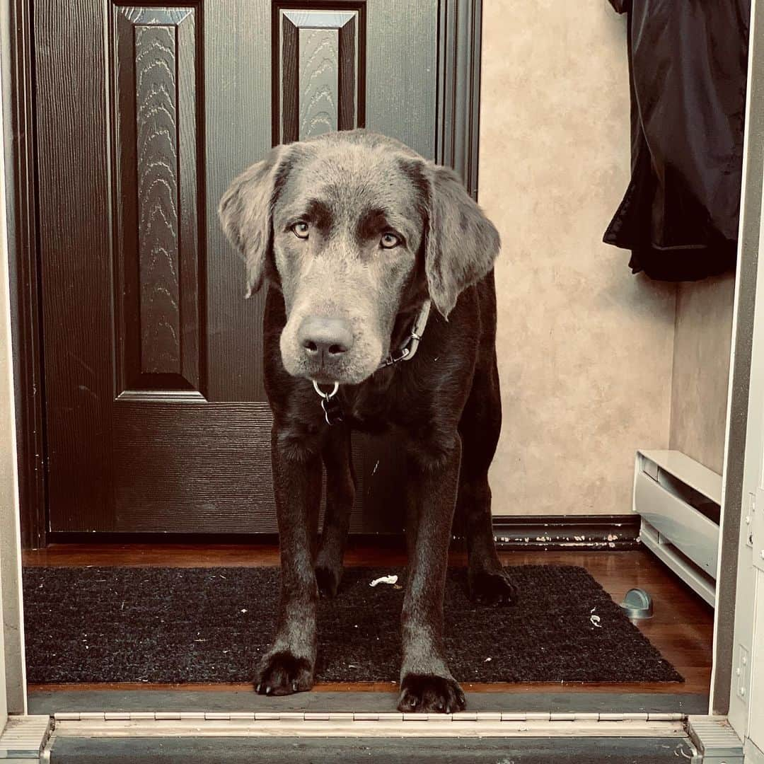 トム・フェルトンさんのインスタグラム写真 - (トム・フェルトンInstagram)「I’m Willow the dog and I was this size and now I’m that size but my paws have stayed the same size. I loves food, swimming & I’m two years old today」7月8日 14時00分 - t22felton