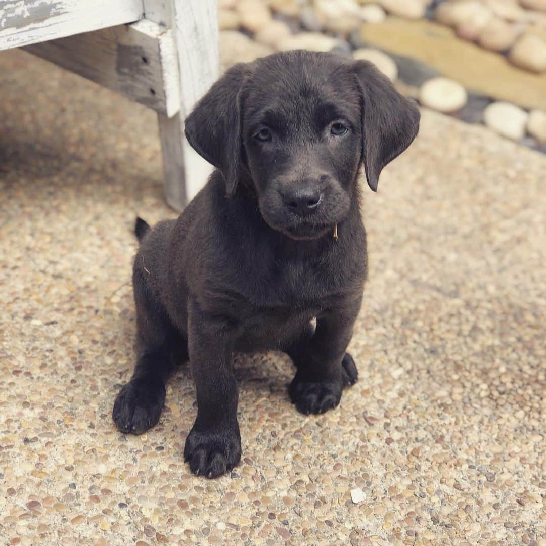 トム・フェルトンさんのインスタグラム写真 - (トム・フェルトンInstagram)「I’m Willow the dog and I was this size and now I’m that size but my paws have stayed the same size. I loves food, swimming & I’m two years old today」7月8日 14時00分 - t22felton