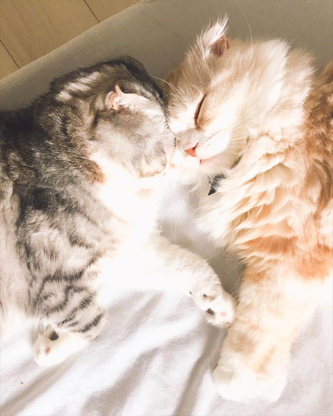 舟山久美子（くみっきー）さんのインスタグラム写真 - (舟山久美子（くみっきー）Instagram)「天使の寝顔だ…😫❤︎ #猫のいる暮らし #猫好きさんと繋がりたい #ねこすたぐらむ #ネムリ顔フォトコン #スコティッシュフォールド #スコティッシュ #スコ座り」7月8日 14時05分 - kumikofunayama