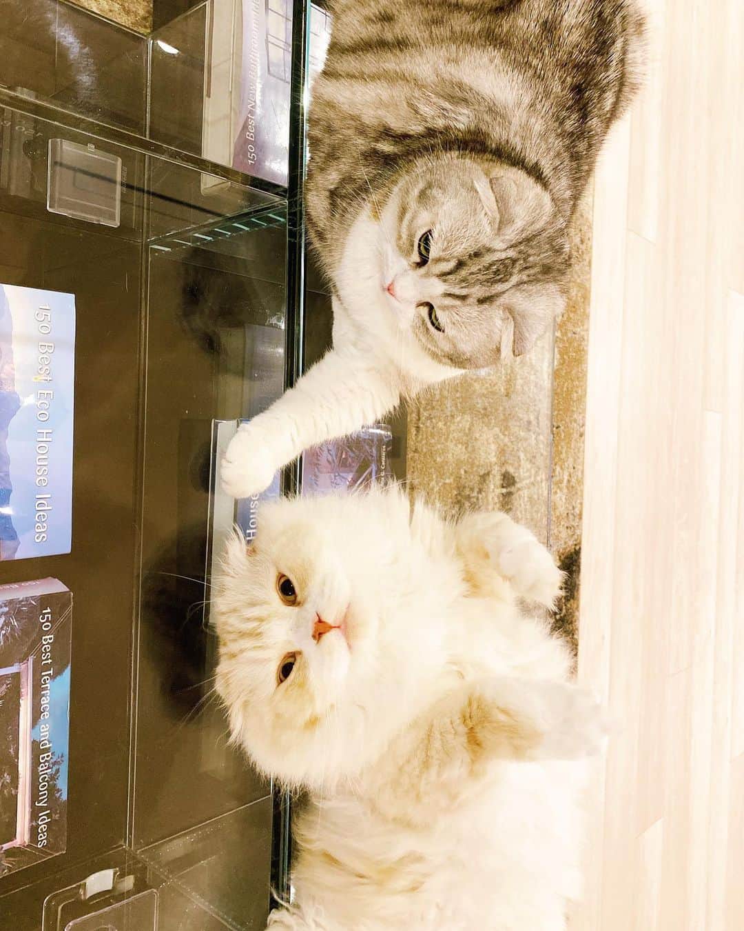 舟山久美子（くみっきー）さんのインスタグラム写真 - (舟山久美子（くみっきー）Instagram)「天使の寝顔だ…😫❤︎ #猫のいる暮らし #猫好きさんと繋がりたい #ねこすたぐらむ #ネムリ顔フォトコン #スコティッシュフォールド #スコティッシュ #スコ座り」7月8日 14時05分 - kumikofunayama