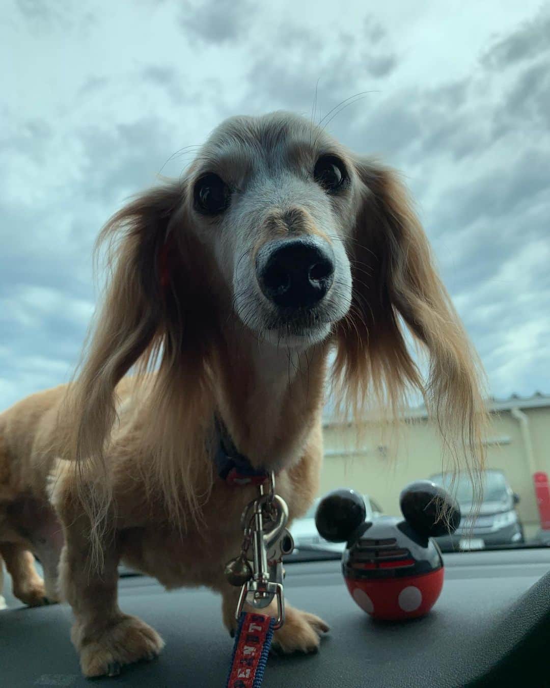 向日葵?のグルメインスタ