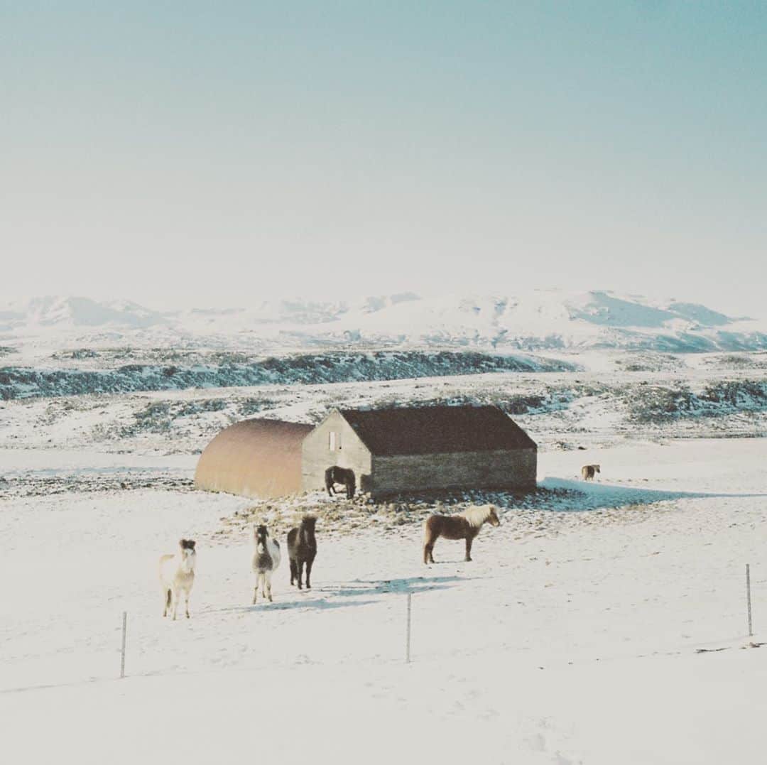 KIKIさんのインスタグラム写真 - (KIKIInstagram)「涼しげな写真をもうひとつ アイスランドの馬々」7月8日 14時41分 - kiki_campagnepremiere