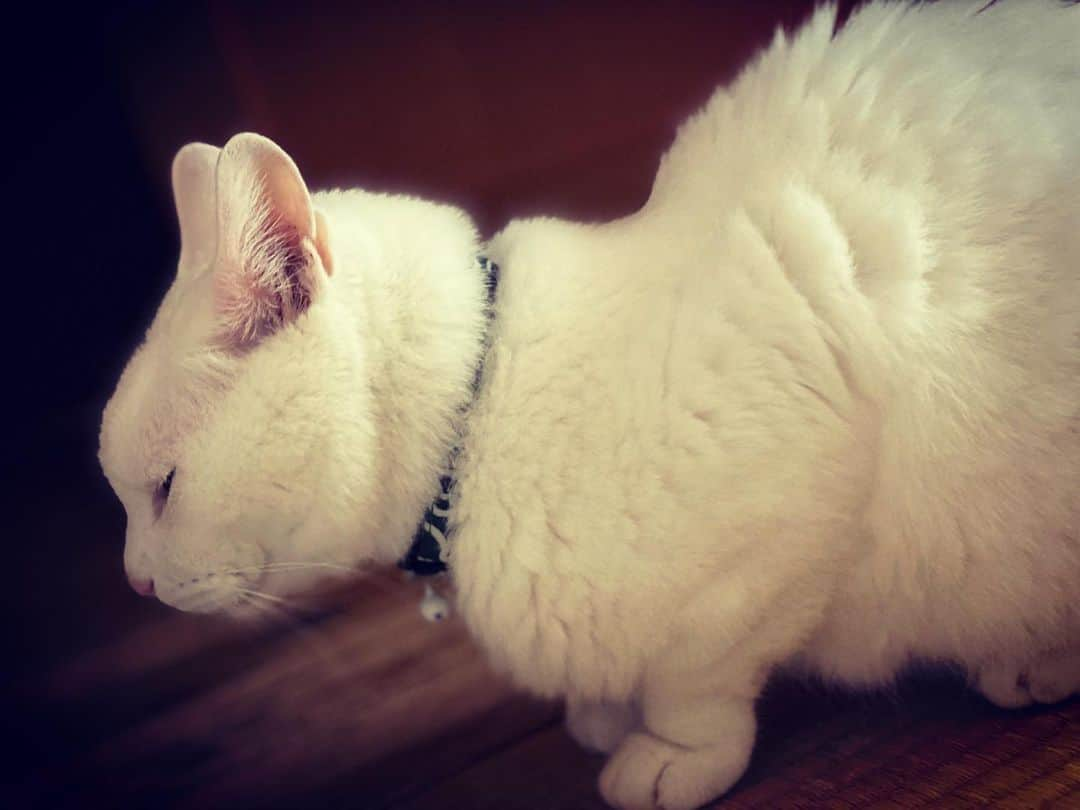 相原コージさんのインスタグラム写真 - (相原コージInstagram)「#ねこ　#しろねこ　#毛が割れてる　#cat #whitecat」7月8日 14時54分 - kojiaihara