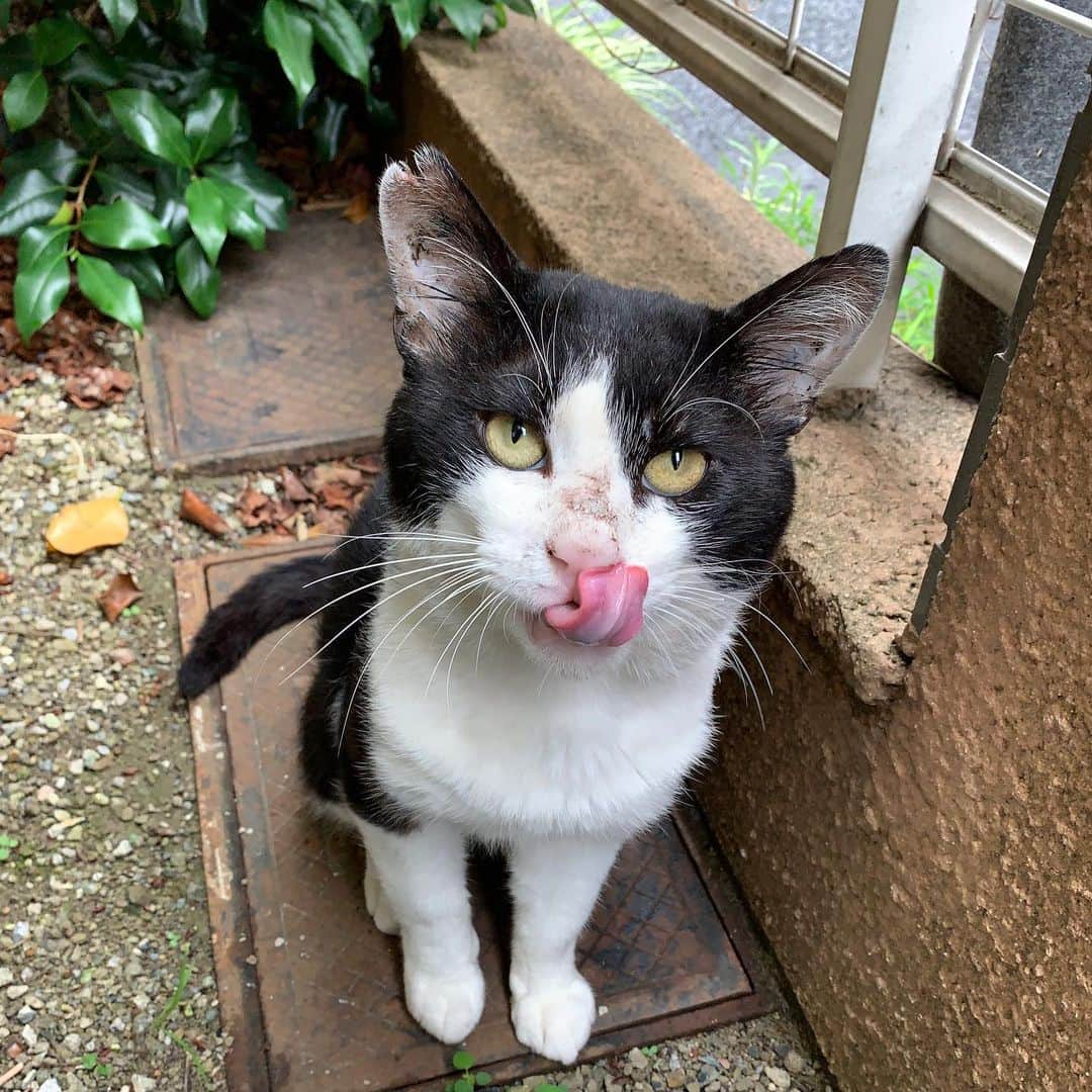 Kachimo Yoshimatsuさんのインスタグラム写真 - (Kachimo YoshimatsuInstagram)「ちゅーるもう1本くれよ〜！ と帰らず待ってたので、もう1本。 なんだかビミョウな耳だ。  #うちの猫ら #ikasumi #猫 #ねこ #cat #ネコ #catstagram #ネコ部 http://kachimo.exblog.jp」7月8日 14時53分 - kachimo