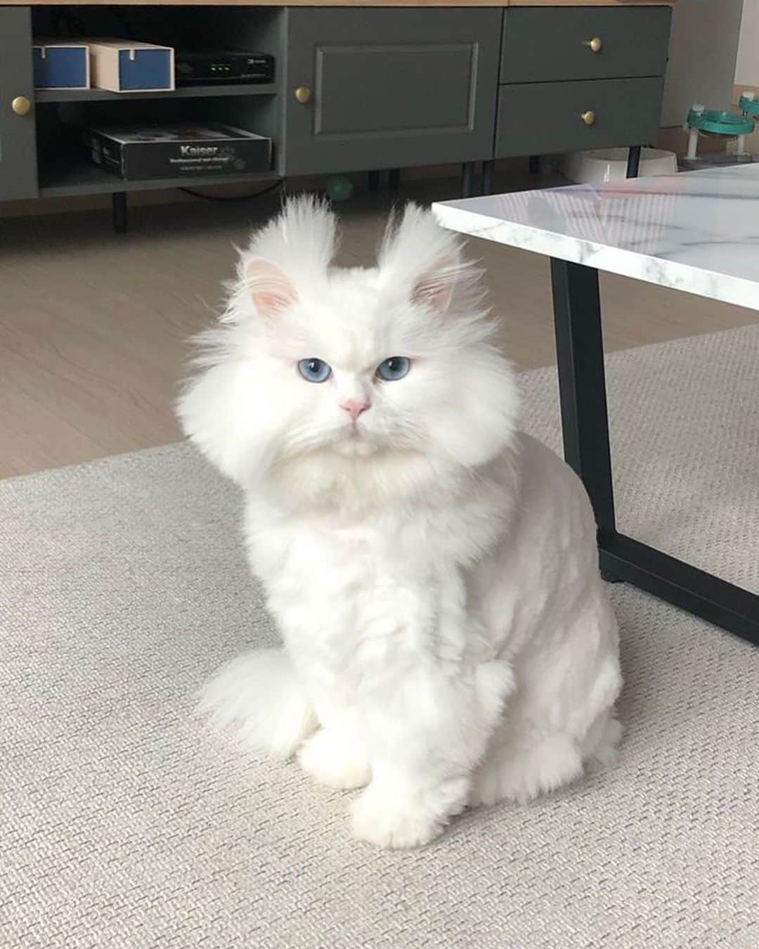 9GAGさんのインスタグラム写真 - (9GAGInstagram)「What I look like every morning when I wake up 📸 @malsook03.01 - #cat #bedhead #9gag」7月8日 15時27分 - 9gag