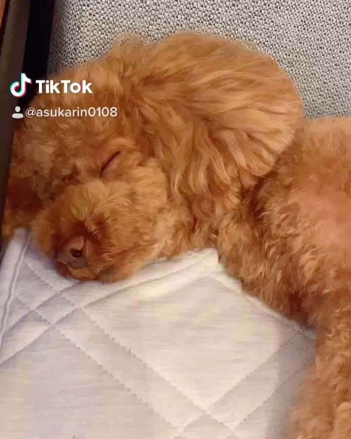 飛鳥りんのインスタグラム：「#愛犬との暮らし #愛犬おねむ #愛犬tiktok🐾」