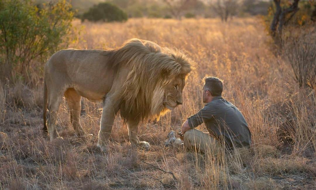 Kevin Richardson LionWhisperer さんのインスタグラム写真 - (Kevin Richardson LionWhisperer Instagram)「Magical light combined with a magical unforgettable moment.  #interspecieslove #interspeciesfriendship #interspeciescommunication   Thanks @jackiewildphoto for snapping this special memory.」7月9日 2時59分 - lionwhisperersa