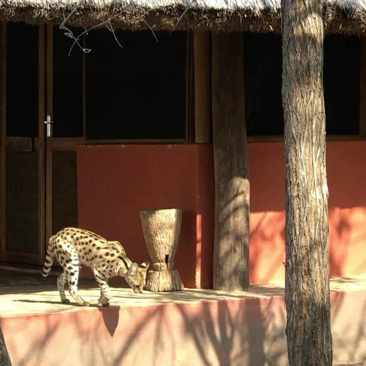 Thomas Peschakのインスタグラム：「A serval cat wanders through the @niassalionproject Mariri Environmental Centre in northern Mozambique’s @niassanationalreserve This orphaned serval was raised by the @niassalionproject team and successfully reintroduced into the wild. It occasionally still visits the camp along the banks of the Lugenda river to hunt rodents and lizards. Photographed on assignment for @natgeo in collaboration with @anacconservacao #mozambique #serval #wilderness #niassa」