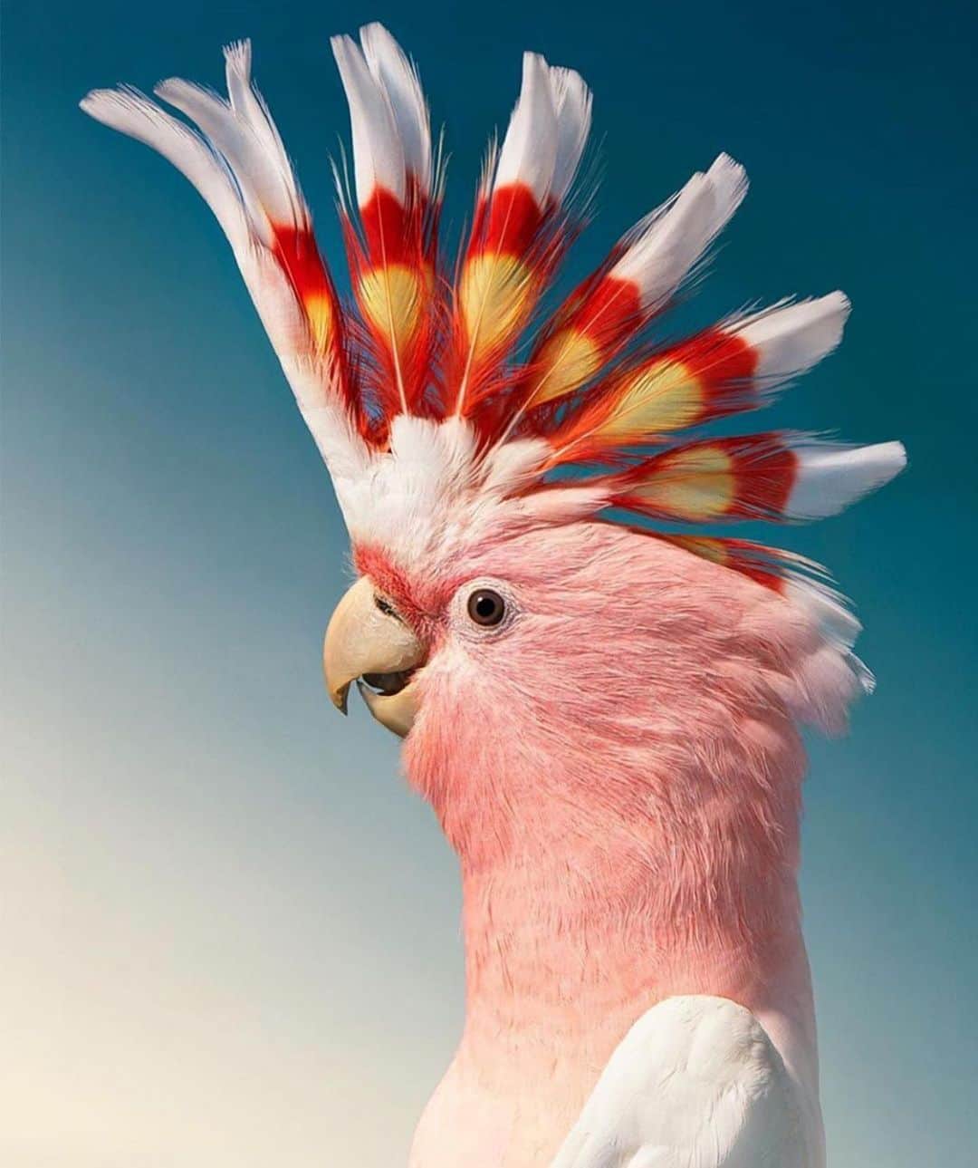 フラヴィア・ルチーニのインスタグラム：「🦜 🦜🦜🦜🦜🦜🦜 #parrots 🦜」