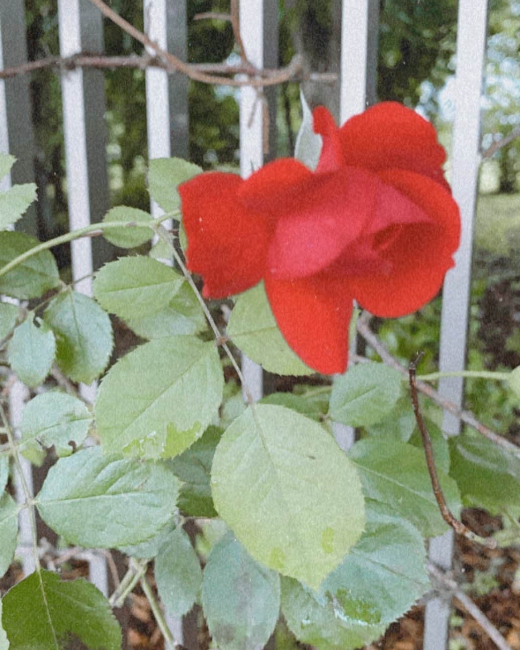 西本ヒカルのインスタグラム：「”no rain no flowers”🥀 ・ ・ 雨が無ければ、花は咲かない 『努力が無ければ、成果はない』…🥀 ・ 私の心に響きます☺︎」