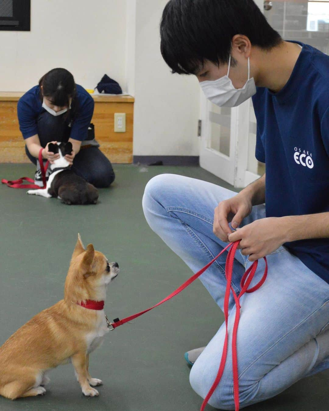 大阪ECO動物海洋専門学校さんのインスタグラム写真 - (大阪ECO動物海洋専門学校Instagram)「【ドッグトレーナー専攻】 本日は終日休校でしたので、この間の写真をアップします📷✨ 写真は1年生・2年生のドッグトレーニングの授業です🐶💕  #大阪ECO #大阪eco #動物 #専門学校 #動物看護師 #ドッグトレーナー  #ペットトリマー #ドルフィントレーナー #飼育 #アクアリスト #家庭犬 #介助犬」7月8日 18時03分 - osaka_eco