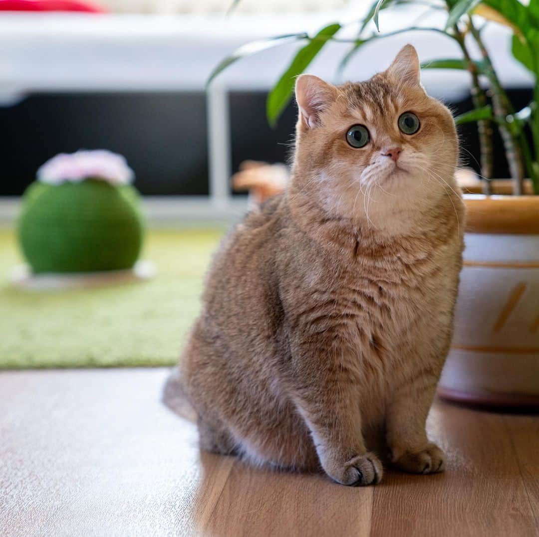 Hosicoさんのインスタグラム写真 - (HosicoInstagram)「Oops! What's behind me? 😳」7月8日 18時30分 - hosico_cat