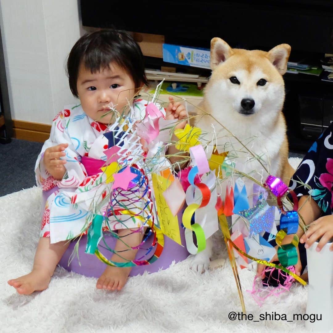 Moguのインスタグラム：「ストーリーズの #数値規制 #数値規制メールアクション  について知ってくださった方々、環境省にメールを送ってくださった方々、本当にどうもありがとうございます。 . ペットとして売られる赤ちゃんのために、外に出してもらうこともなく、犬猫達がきちんと伏せもできないほど狭いケージの中で、今後10年過ごさなければいけなくなるかもしれない。そういう環境で繁殖してok、明後日7/10そう決まってしまうかもしれません。 . ただ、私達が送るメールでそうはならないかもしれません。 環境省では明日7/9までこの犬猫達の繁殖に関する数値規制についての意見や要望のメールを受け付けてくださっているそうです。 ネットやインスタグラム、Twitter等で「数値規制メールアクション」と検索するとたくさんの情報やコピペokの環境省への送信用メール例文、メール宛先が出てきます。 #数値規制 #数値規制メールアクション このことを少しで多くの方に知っていただければと思います。 ※簡単にですがストーリーズにメールアクションの方法を投稿しました。 . みんなが元気に暮らせますようになの。 #七夕 . @the_shiba_mogu  #柴犬 #shibainu #shiba#赤柴 #redshiba#犬 #dog#しばいぬ#nannydog#犬と子供#子供と犬#柴犬と子供#柴#赤ちゃんと犬#犬と赤ちゃん#柴犬と赤ちゃん#赤ちゃんと柴犬#柴犬のいる暮らし#子守犬」