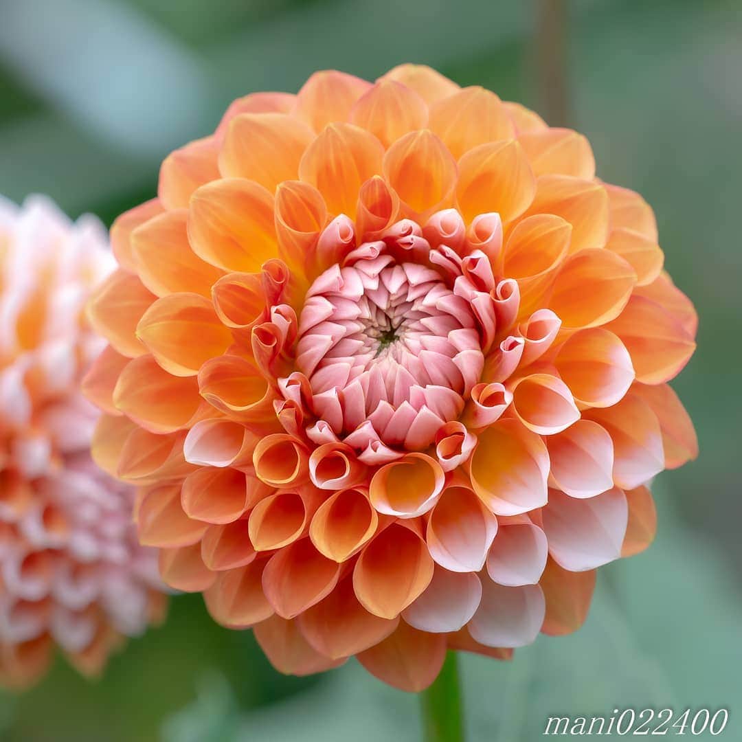 mani022400さんのインスタグラム写真 - (mani022400Instagram)「. 8 Jul. 2020 . . こんばんはー🌸🌺🌹✨ . . . . .  🌺🌺🌺🌷🌷🌷🌹🌹🌹🌸🌸🌸 ご訪問ありがとうございます🙇 . お花以外の写真は サブアカウントにポストしています。 良かったら、覗いてください🙇🙇 ⬇️⬇️⬇️ @mani0224000   . 🌺🌺🌺🌷🌷🌷🌹🌹🌹🌸🌸🌸 . . . . . 🔷🔷🔷🔷🔷🔷🔷🔷🔷 #discoverwithalpha ﻿ #japan_ilc﻿  #a7rm3 ﻿ #sel70200gm  sel55f18z  カメラ好きな人と繋がりたい  flower  花 flowers   #写真好きな人と繋がりたい love_bestjapan  serahana #ファインダー越しの私の世界    #花のある暮らし  #bns_lite #eclecticshow #explore_floral . #9vaga9  9Vaga_Rose9  9vaga_3flowers9  #floristsandflowers #ip_for_blossoms_vip  #fabulous_shots ig_flowers #ponyfony_flowers #meiko_flora_member meiko_roses  #myheartinshots #la_flowers #rainbow_petals #top_favourite_flowers  #quintaflower #inspiring_shot #phx_flowers dreaming_in_macro flower_special_legend  #nature_special_legend  #ind_flowers #tv_flowers　　 #best_mmf_vipday  #best_beauty_flora_  9vaga_flowersart9 #ptk_flowers #fleur_noblesse_m  .」7月8日 19時13分 - mani022400