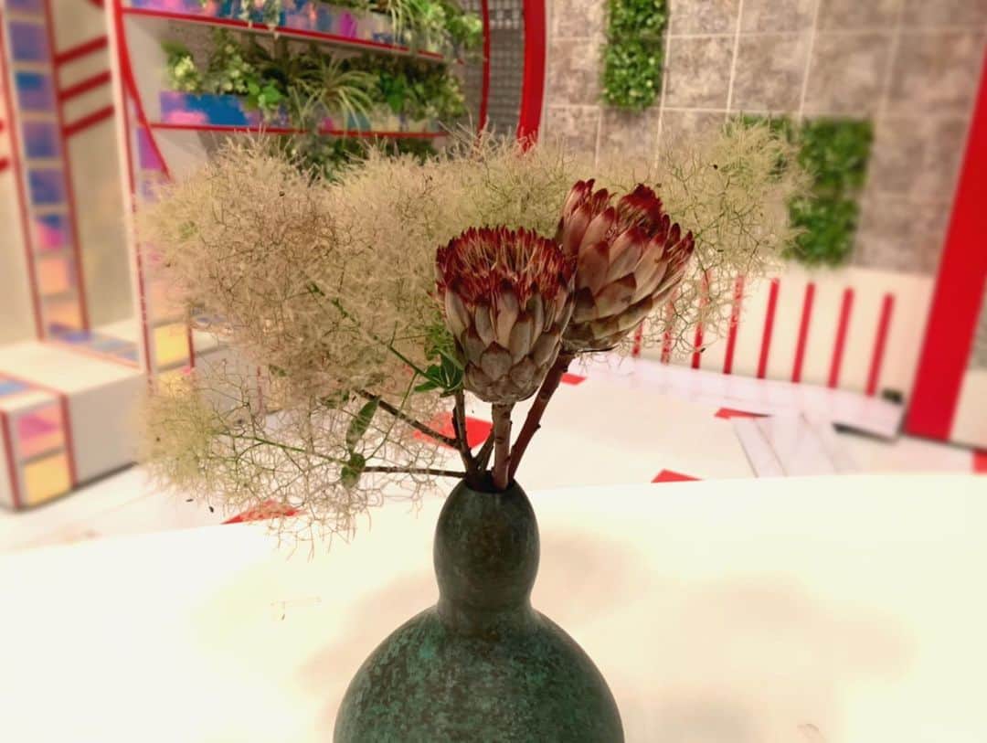 澤田愛美さんのインスタグラム写真 - (澤田愛美Instagram)「. 毎週水曜日は「きょうの花日記」🌸 今回はオトナな印象のプロテアとスモークツリーを 紹介しました😳✨ どちらも花瓶に少な目に水を入れて、そのまま置いておくだけで ドライフラワーにすることができます🤔簡単！ . スモークツリーはまさに今、2週間先までしか 花屋に出回らないので 気になる方はお早めにチェックを😆 ピンク色のものもあります。かわいい😙 .  #花のある暮らし .  今回使った花は  #プロテア #スモークツリー」7月8日 19時34分 - amy____oxox