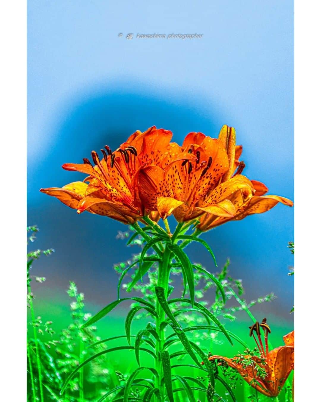 花の写真館のインスタグラム：「Photo by 川島吉政.⠀ .⠀ Original Post[投稿いただいたURL]⠀ https://www.facebook.com/photo.php?fbid=1773389319481752⠀ .⠀ 本アカウントは、 #私の花の写真 をつけてInstagramに投稿された皆さまの花の写真や、「花の写真館」Facebookページで投稿された花の写真を紹介します。⠀ 「花の写真館」Facebookページは、「 @floral.photograph 」のプロフィールにあるURLからご覧ください。⠀ .⠀ ※各自、政府、自治体など公的機関の指示に従った行動をお願いします。⠀⠀ 東京カメラ部および分室では、写真を「見る楽しみ」を提供することを通して、微力ながら皆様にわずかな時間でも癒しをお届けしたいと思っております。⠀ ※本アカウントは東京カメラ部がFacebook、Instagramのサービスを利用して運営しているもので、Facebook社・Instagramとは一切関係ありません。⠀ .⠀ #花の写真館 #floralphotograph #floralphoto #flower #flowers⠀ Follow: @floral.photograph」