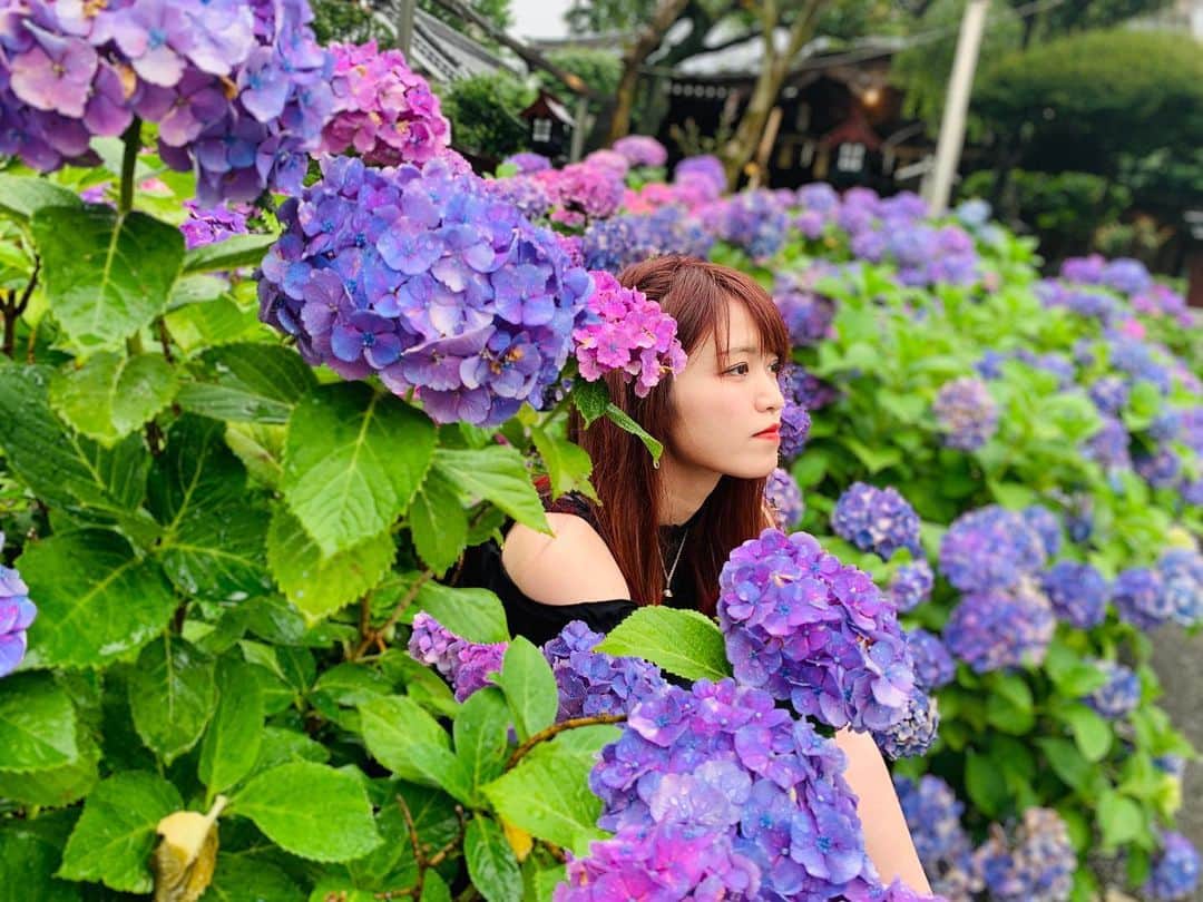 入江綾乃のインスタグラム：「. . . . 紫陽花end. . . . #あじさい #紫陽花 #アジサイ #白山 #神社 #声優 #俳優 #アクトレスガールズ #カメラ #撮影モデル #被写体 #ファインダー越しの私の世界 #ファッション #お洒落さんと繋がりたい #写真撮ってる人と繋がりたい #love #instagood #photooftheday #fashion #beauty #happy #cute #selfie #follow #camera #photography #photo #prowrestling #instalike」