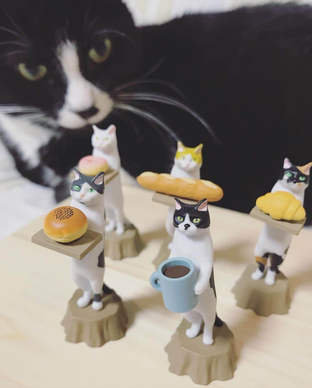 もじゃころのインスタグラム：「大好きな猫ラボさん @nekolabo の #ねこのパン屋さん ガチャ🥰 かわいすぎやしませんか！！！！！！！！！  ちょっとがんばったのでぜひスクロールして見てほしい😂😂😂  2枚目→ やる気のないパン屋さん 3枚目→ 早くつまみ食いしたいパン屋さん  パンはうちのあんぱんです！  せっかくなのでお店に飾りたかったけど、可愛すぎるので手元にも置いておきたい…なやむ！  #鼻にんにく黒コロ  #チョッチュ具志コロペッペ  #坂東玉隠しシャシャ丸  #ガチャ」