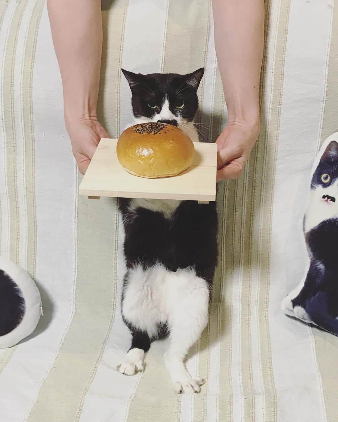 もじゃころさんのインスタグラム写真 - (もじゃころInstagram)「大好きな猫ラボさん @nekolabo の #ねこのパン屋さん ガチャ🥰 かわいすぎやしませんか！！！！！！！！！  ちょっとがんばったのでぜひスクロールして見てほしい😂😂😂  2枚目→ やる気のないパン屋さん 3枚目→ 早くつまみ食いしたいパン屋さん  パンはうちのあんぱんです！  せっかくなのでお店に飾りたかったけど、可愛すぎるので手元にも置いておきたい…なやむ！  #鼻にんにく黒コロ  #チョッチュ具志コロペッペ  #坂東玉隠しシャシャ丸  #ガチャ」7月8日 20時06分 - mojyacoro96