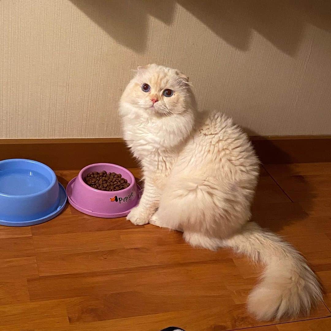 Haruのインスタグラム：「Dinner time 😊 #gentleharper」