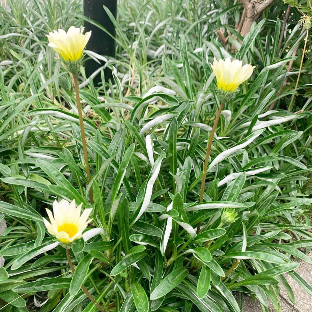 福田花音さんのインスタグラム写真 - (福田花音Instagram)「かなのちゃんの芯のある言葉とそこに包まれた繊細で優しい心と思いやりにたくさん憧れたくさん救われました。かなのちゃんの事が大好きな気持ちはこれからもずっと変わりません。だからこそ彼女の決めた決断を受け入れ、応援し、また同じ夢を目指せる時が来るその日まで皆で力を合わせてZOCをもっともっと足を止めずに成長させ続けていきたいと思っています！どうかわたしたちを信じてついてきてもらえたら嬉しいです。これからもZOCとかなのちゃんの応援宜しくお願いします！ . 追記　今日のまろのひとりでできるもんは特別なものをお送りします。少しでも明るい気持ちになっていただけますように...🕊 . このお花はガザニアです。 かなのちゃんとの日々、誇りに思います。」7月8日 20時16分 - kanon_fukuda