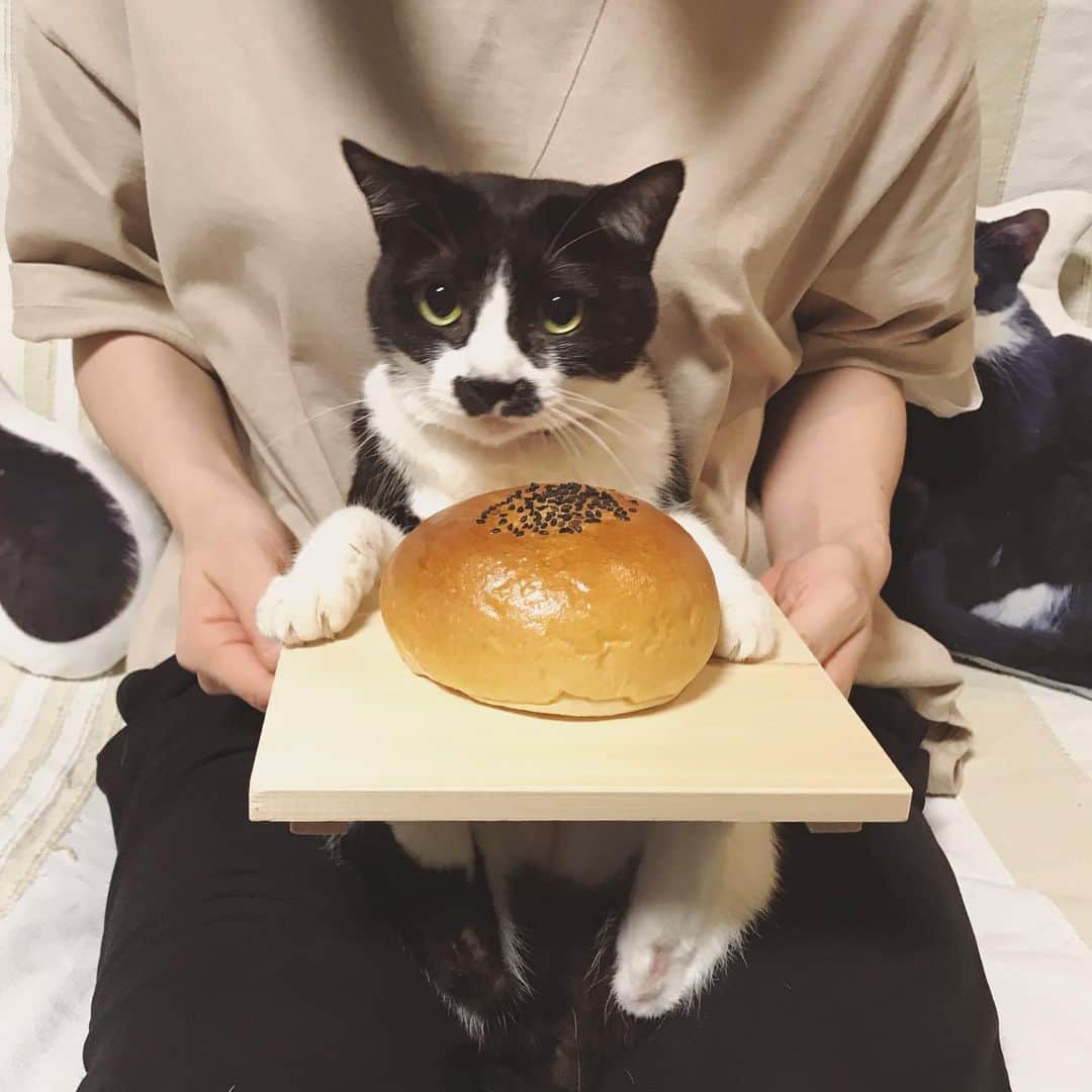 もじゃころのインスタグラム：「せっかくなので今日の儀式はあんぱん持って膝の上！ピントボケボケ写真ですが可愛いので許してください！  #チョッチュ具志コロペッペ #あいちゃんの膝の上  #水曜日の悪夢」