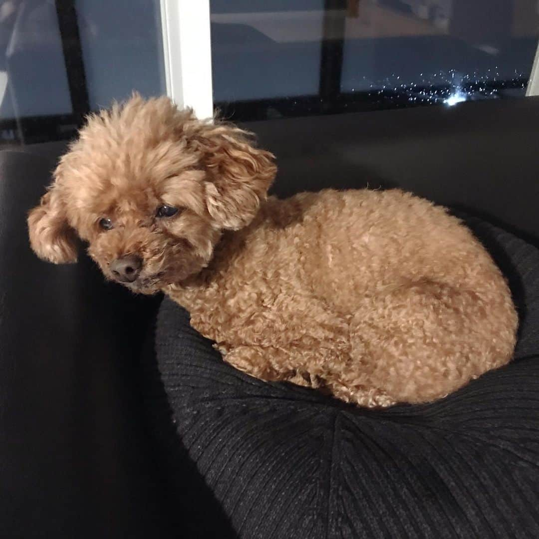 棚橋弘至さんのインスタグラム写真 - (棚橋弘至Instagram)「小さくまとまるハナ。 #toypoodle」7月8日 20時45分 - hiroshi_tanahashi